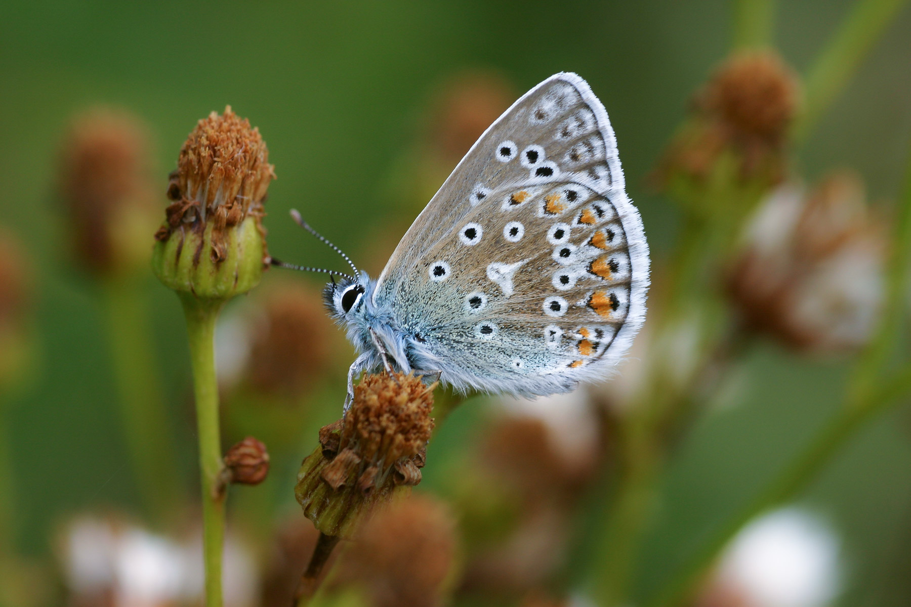 Common Blue