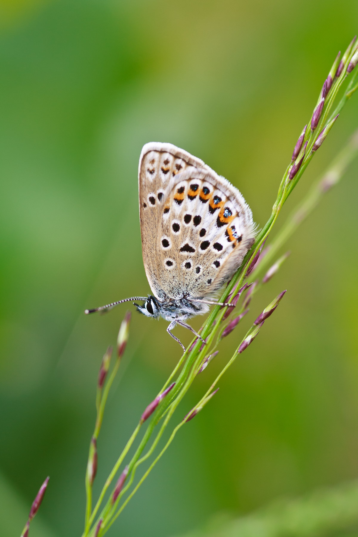 Silver Studded Blue