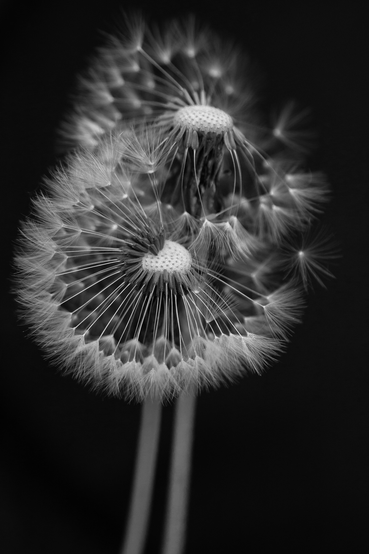 Dandelions