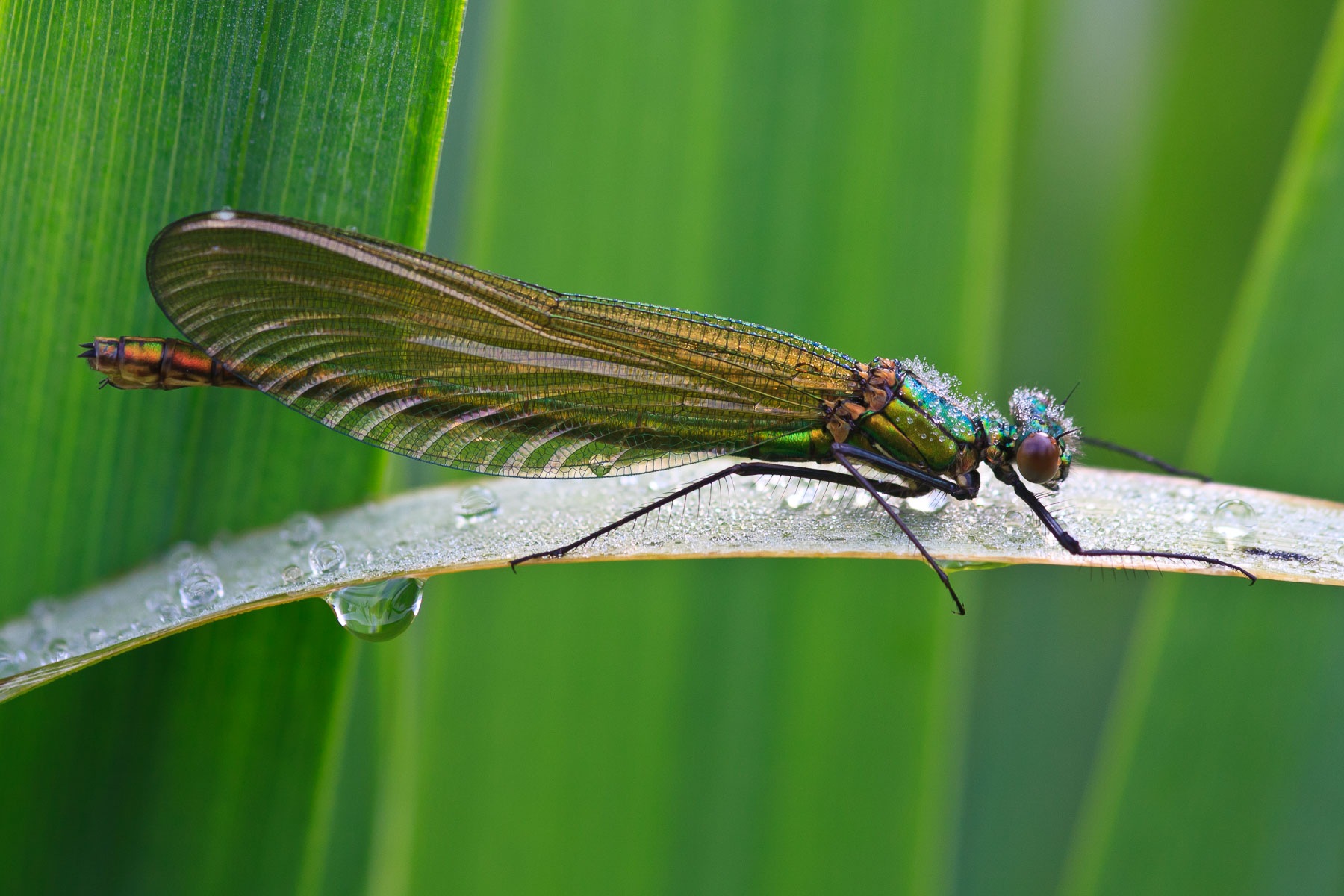 Banded Demoiselle (Female)