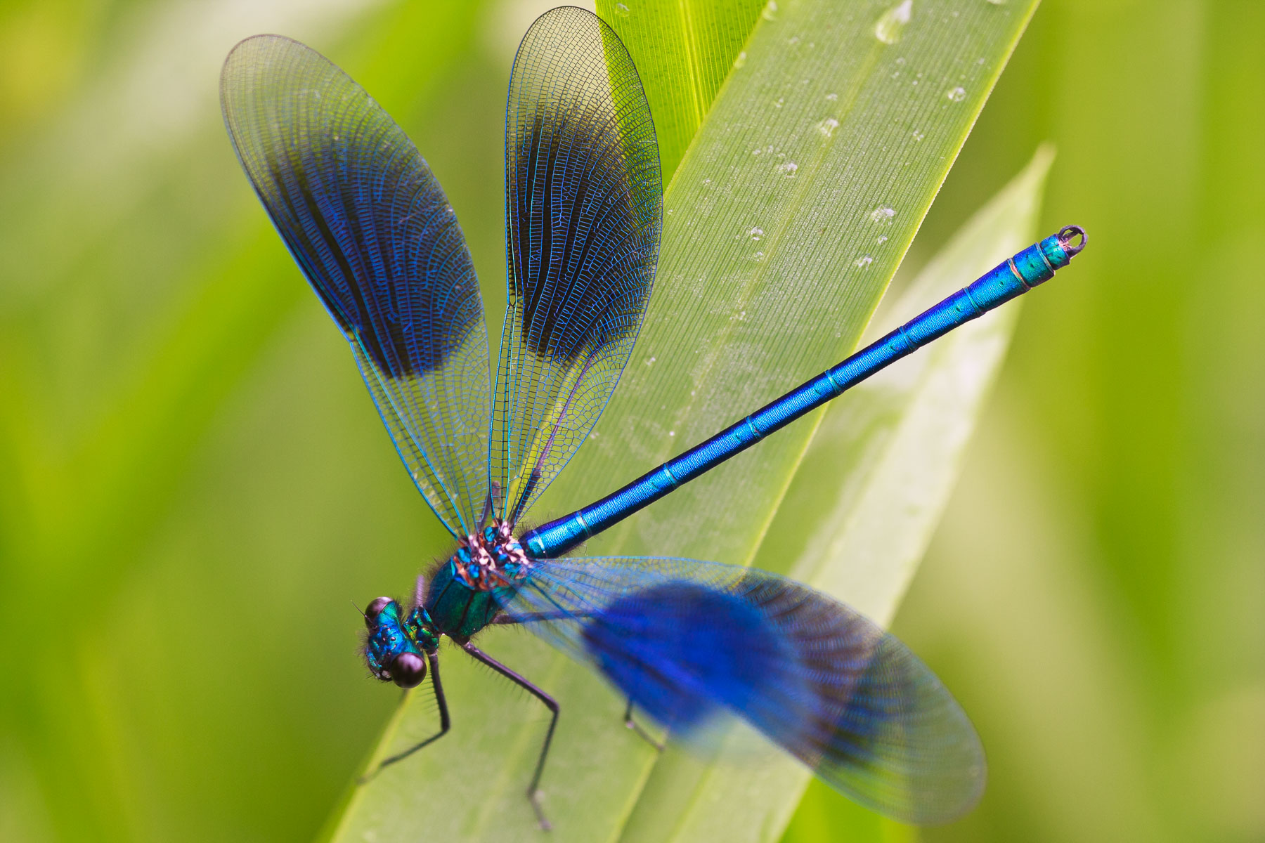 Demoiselle