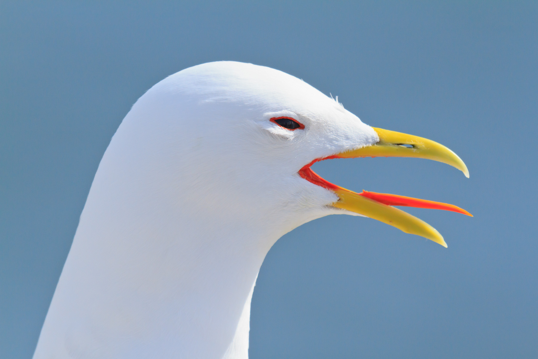 Kittiwake