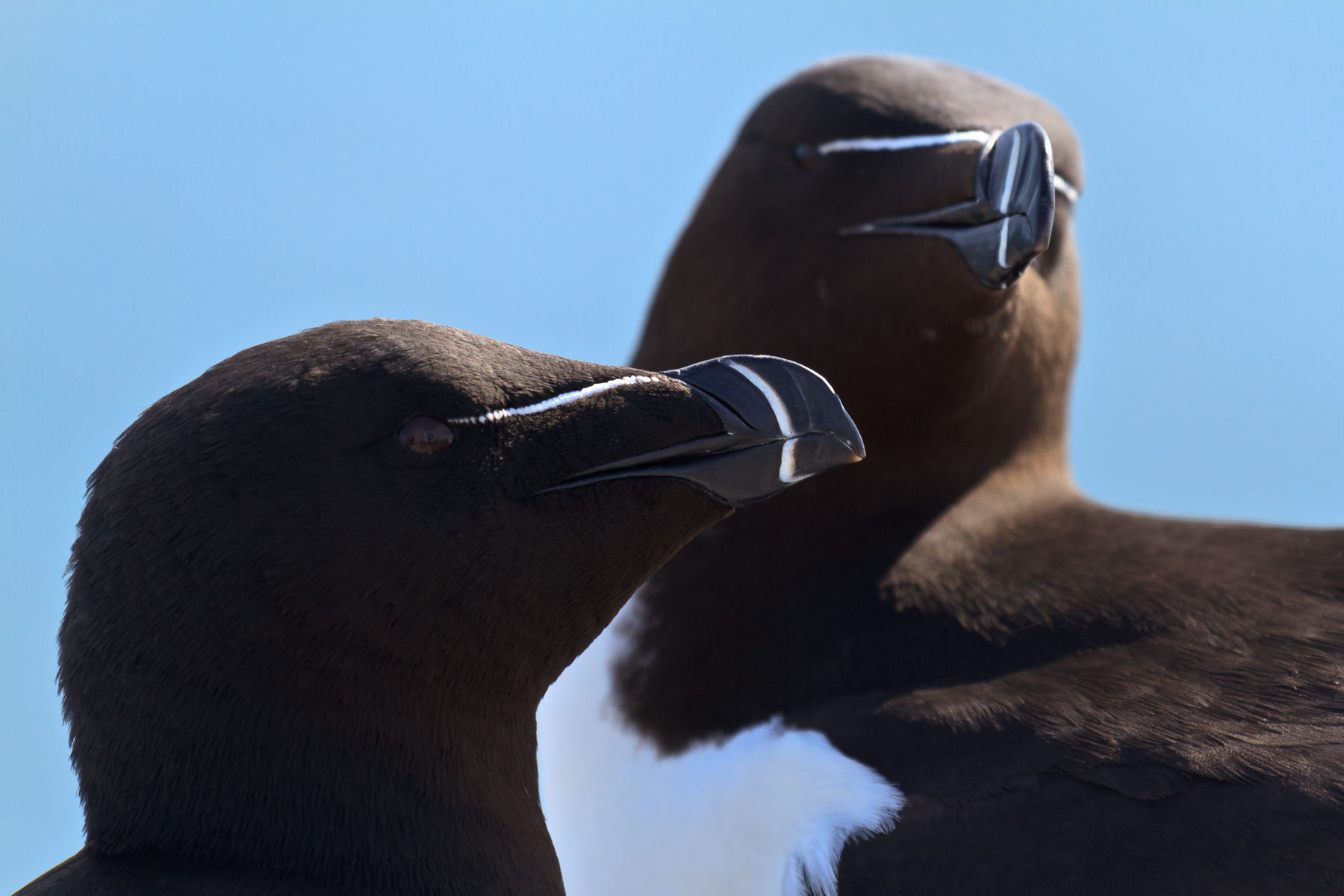 Razorbills