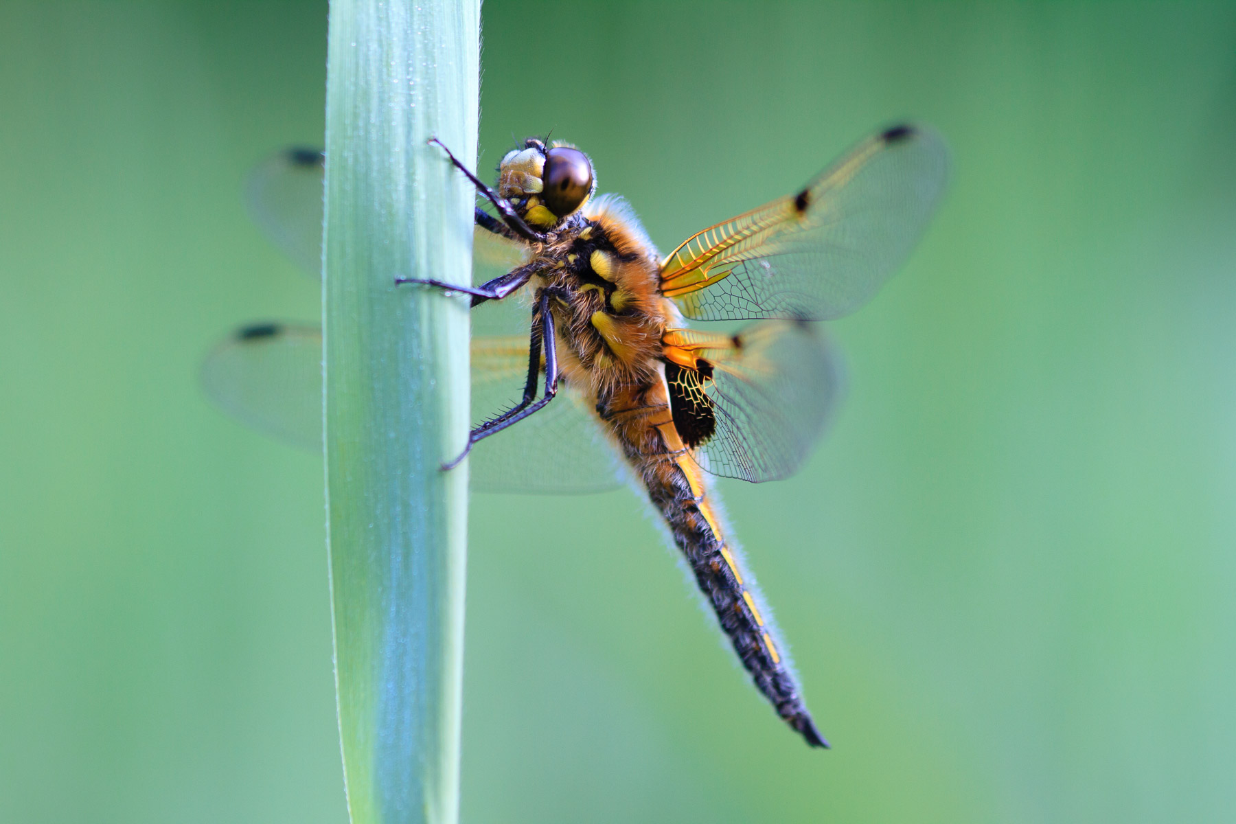 Four Spotted Chaser