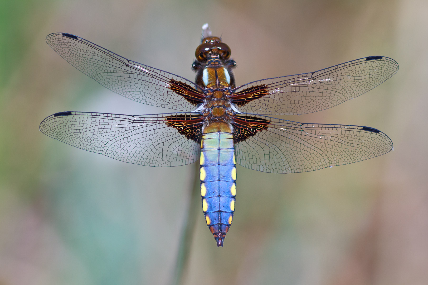 Broad Bodied Chaser (Male)