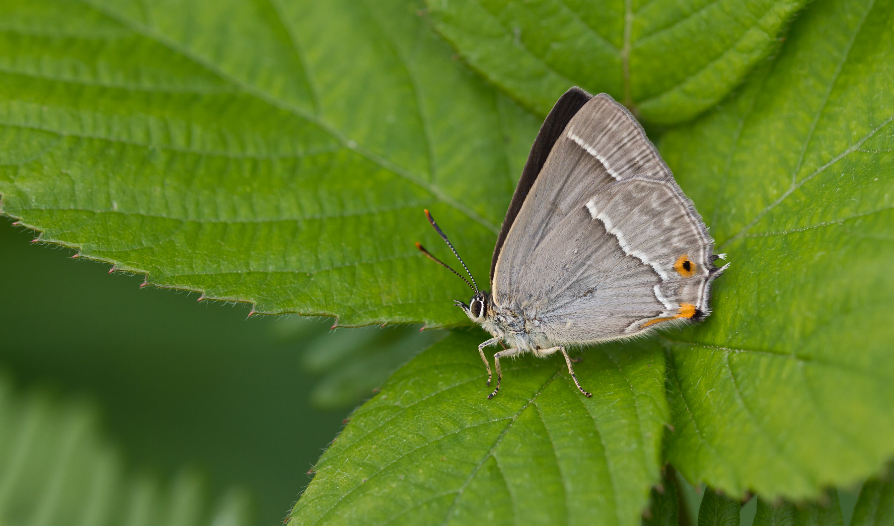 Hairstreak
