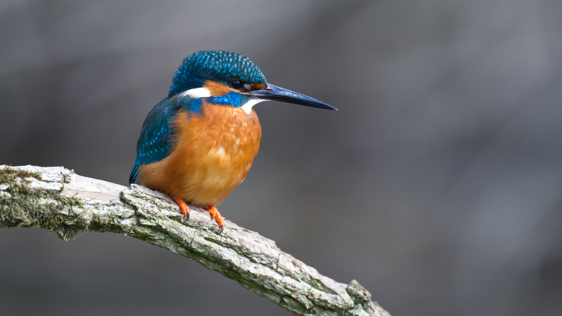 Kingfisher