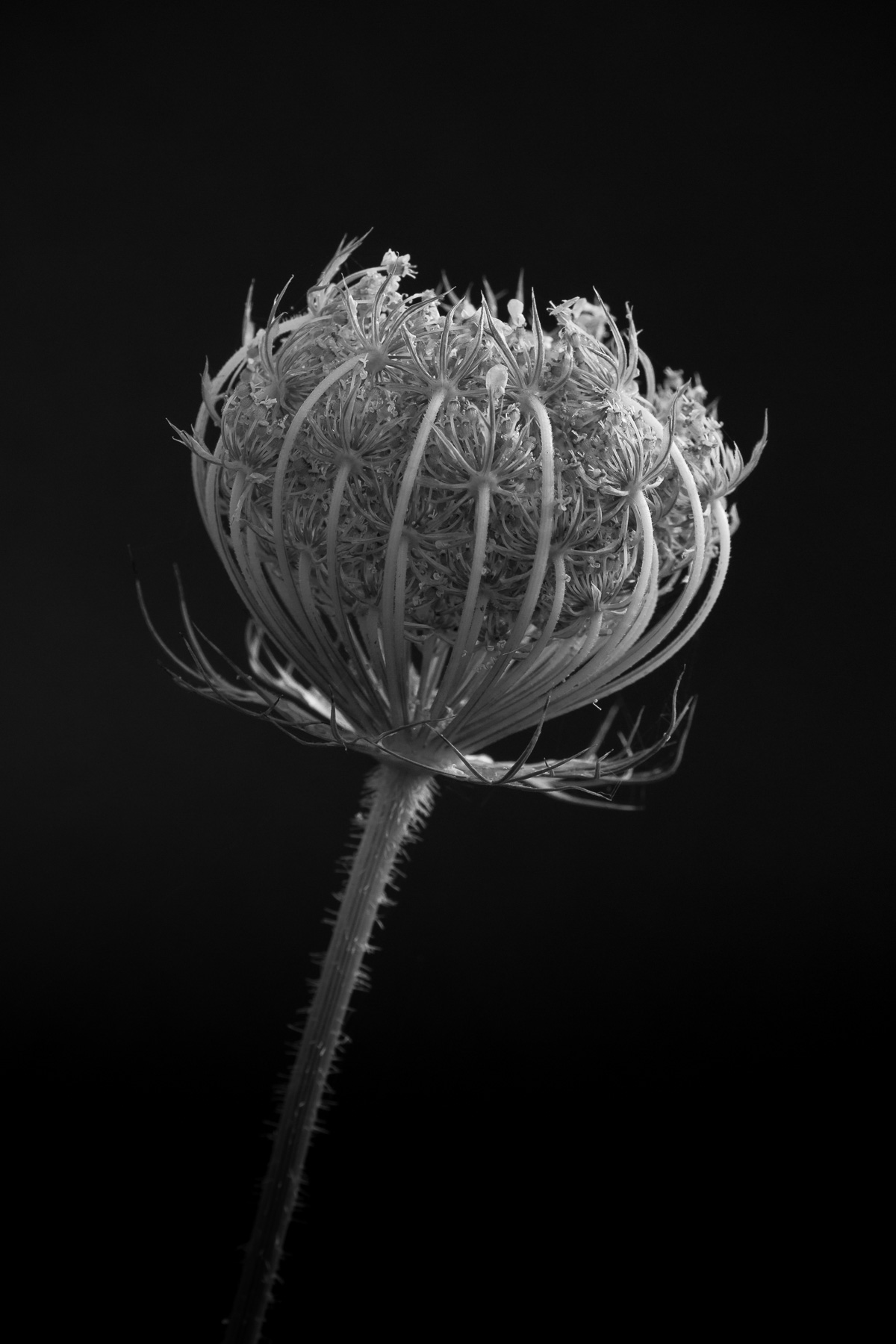 Wild Carrot