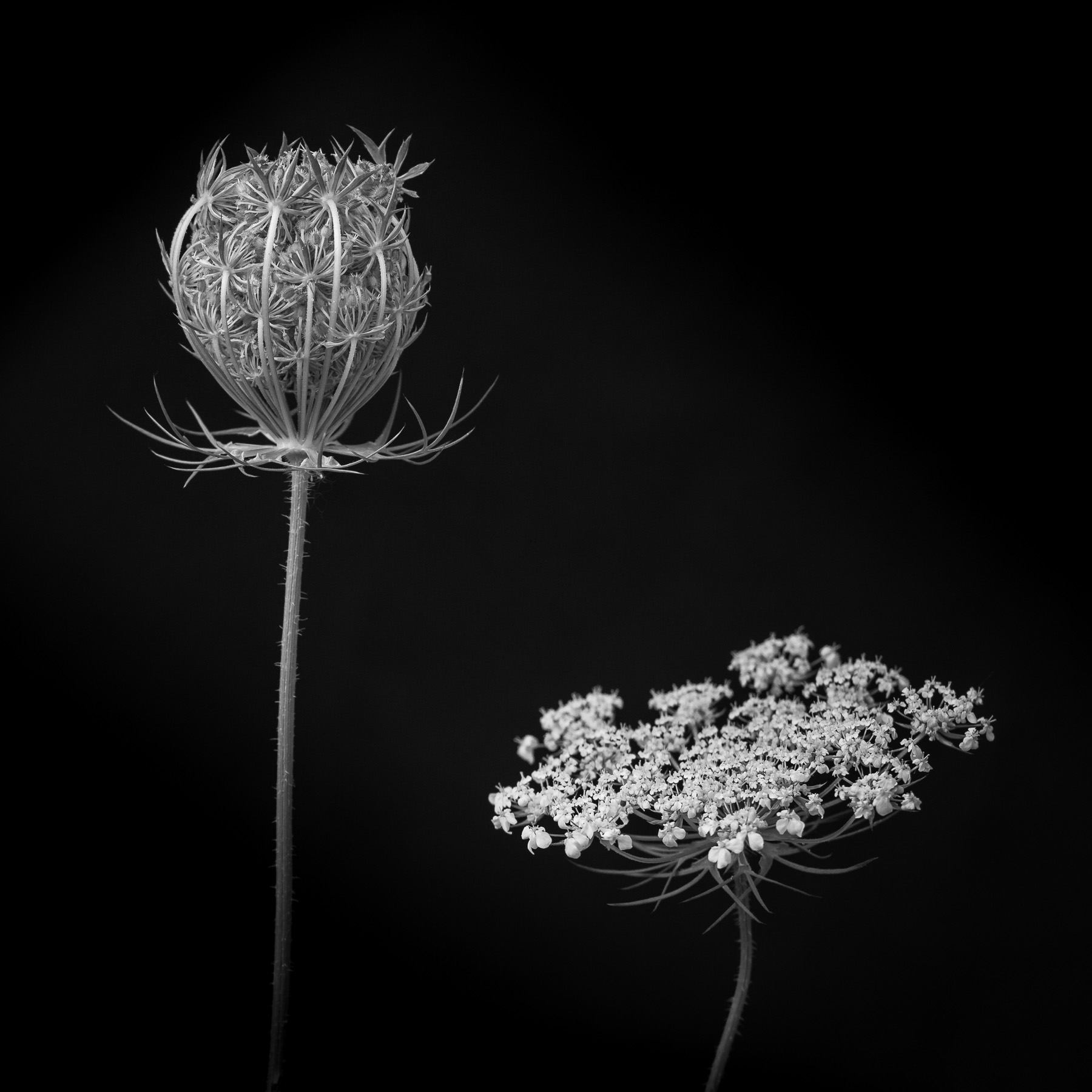 Queen Anne's Lace