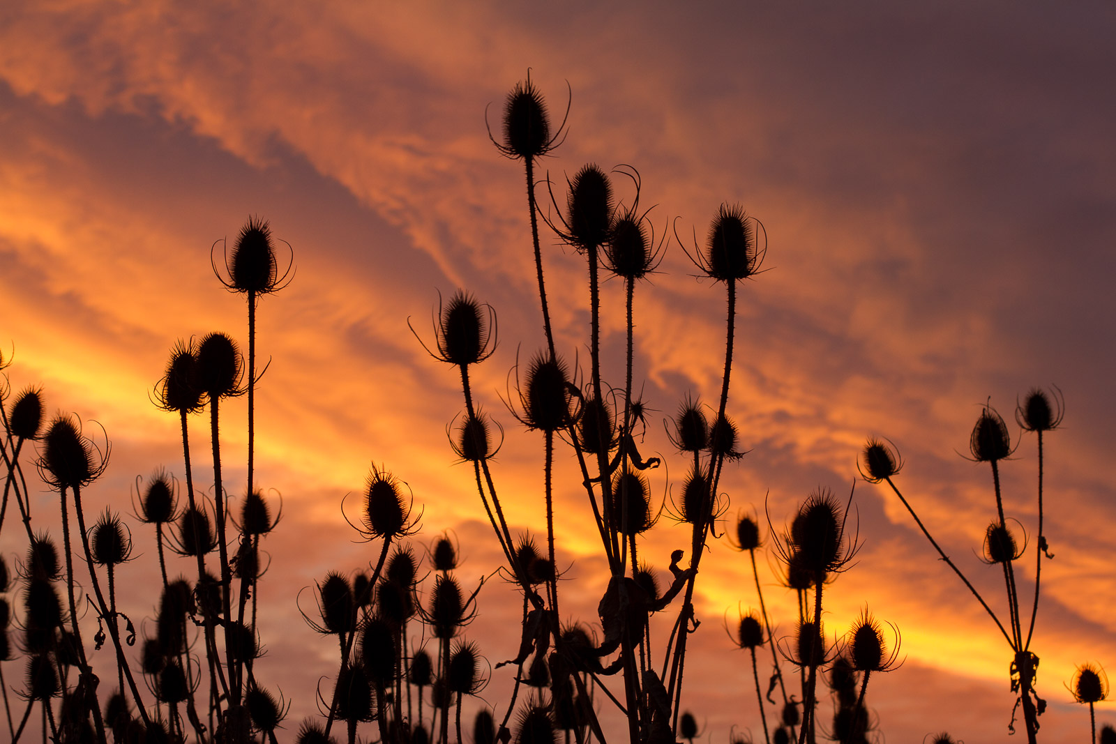 Teasels