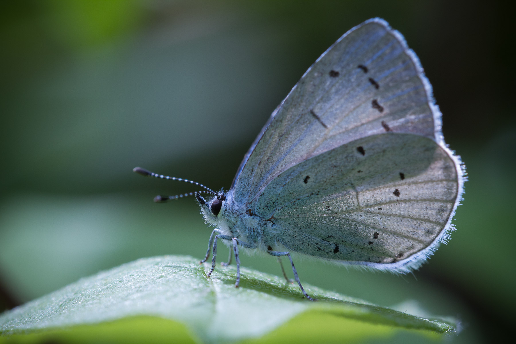 Holly Blue