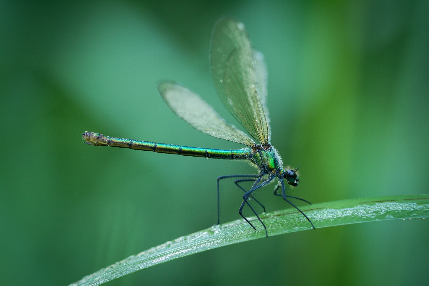 Female Banded Demoiselle