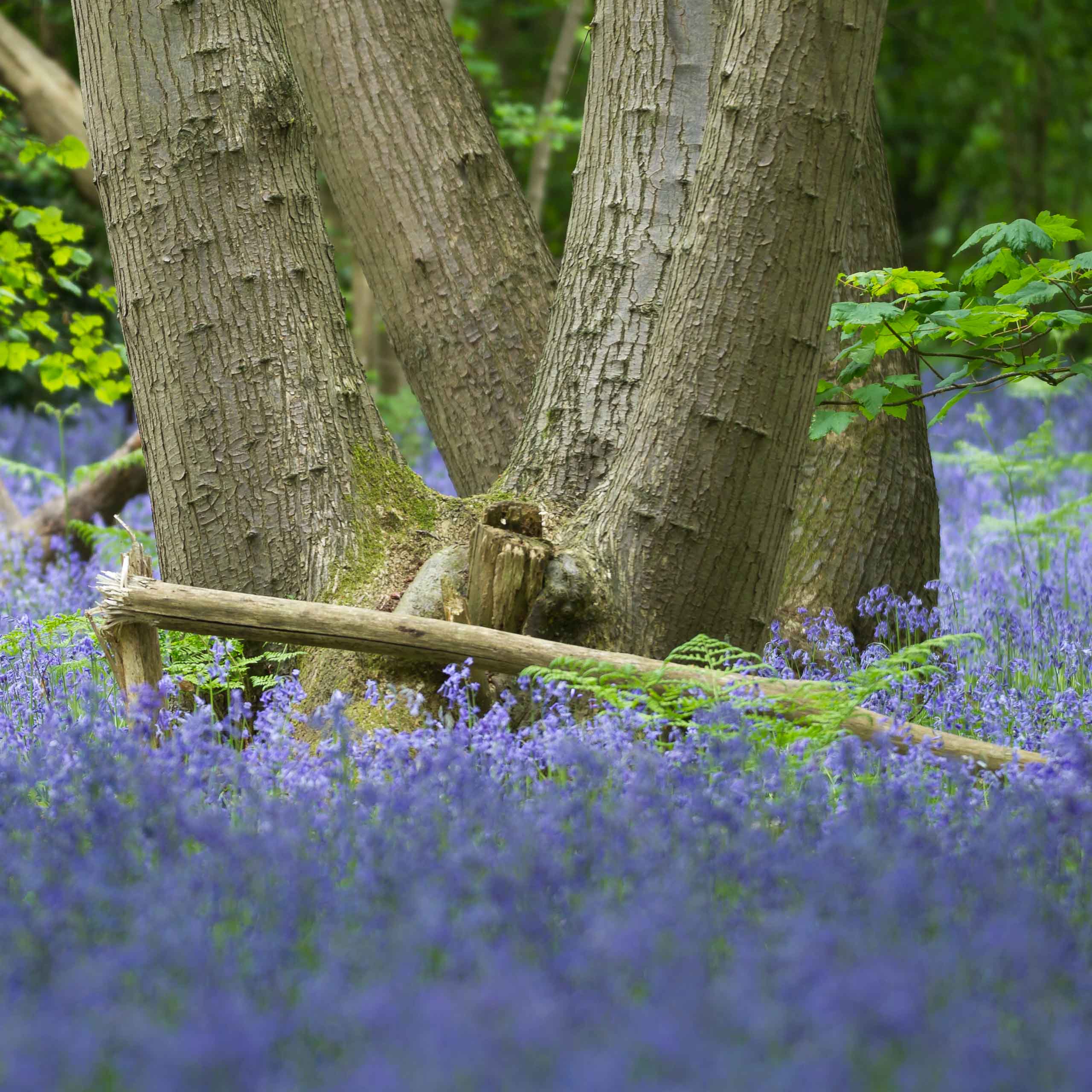 Bluebell Wood