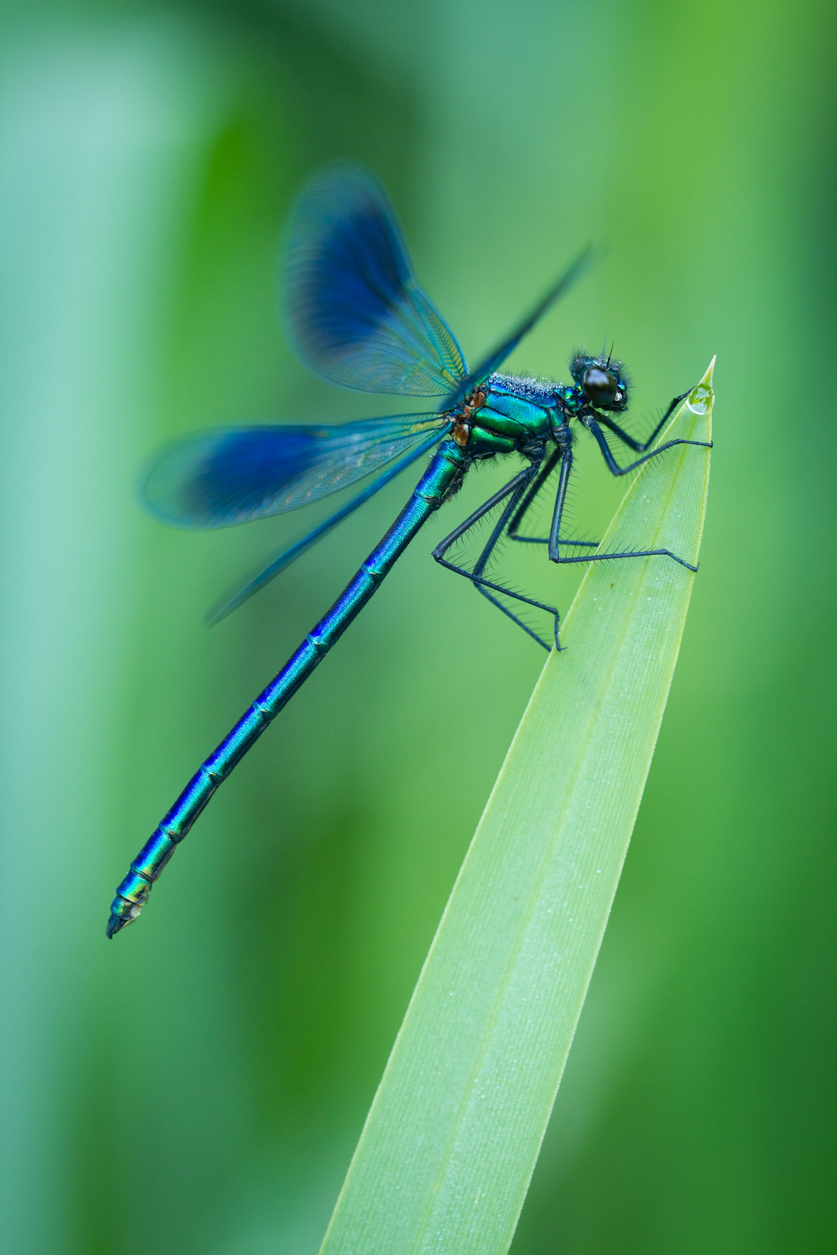 Banded Demoiselle (male)