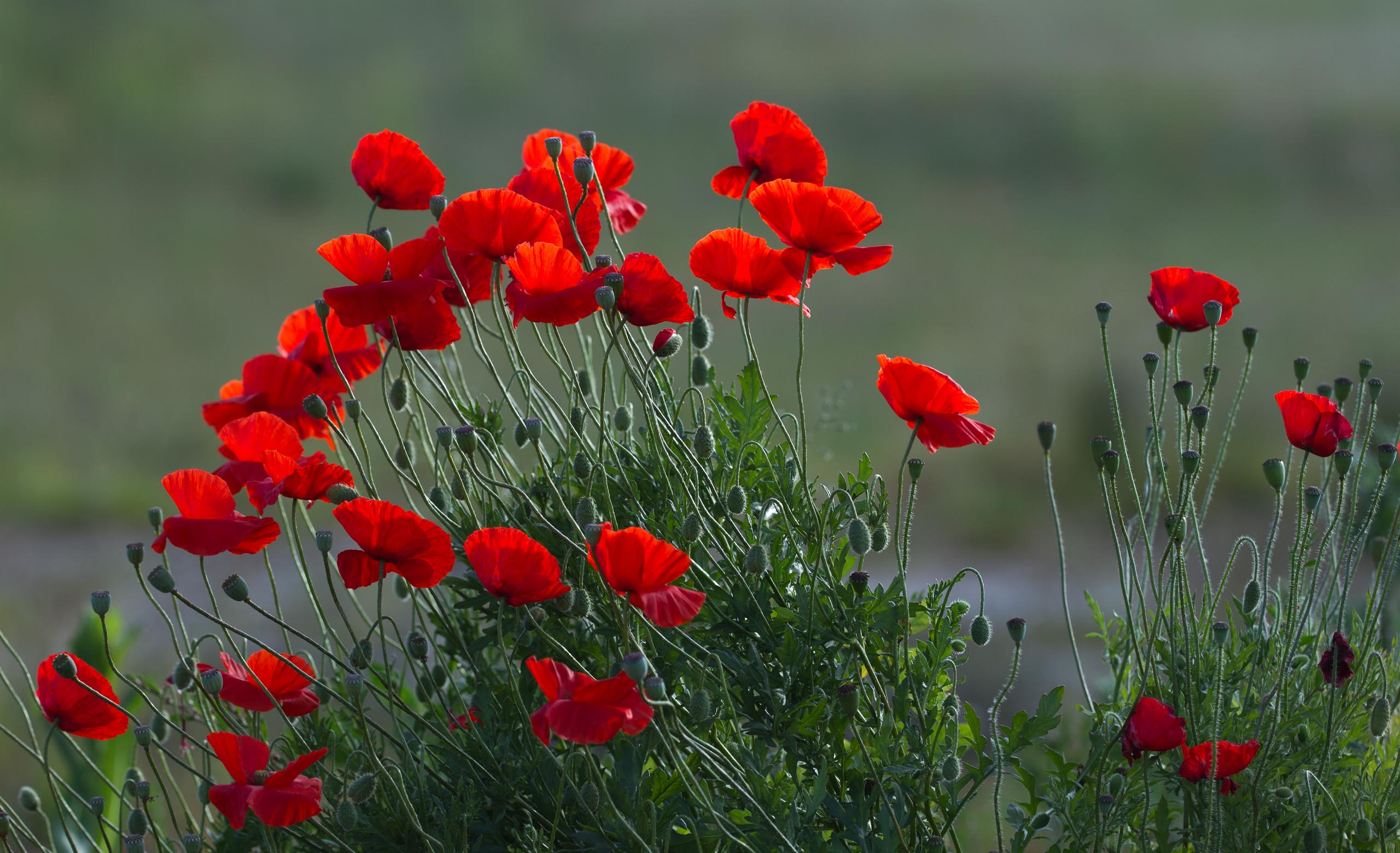 Poppies