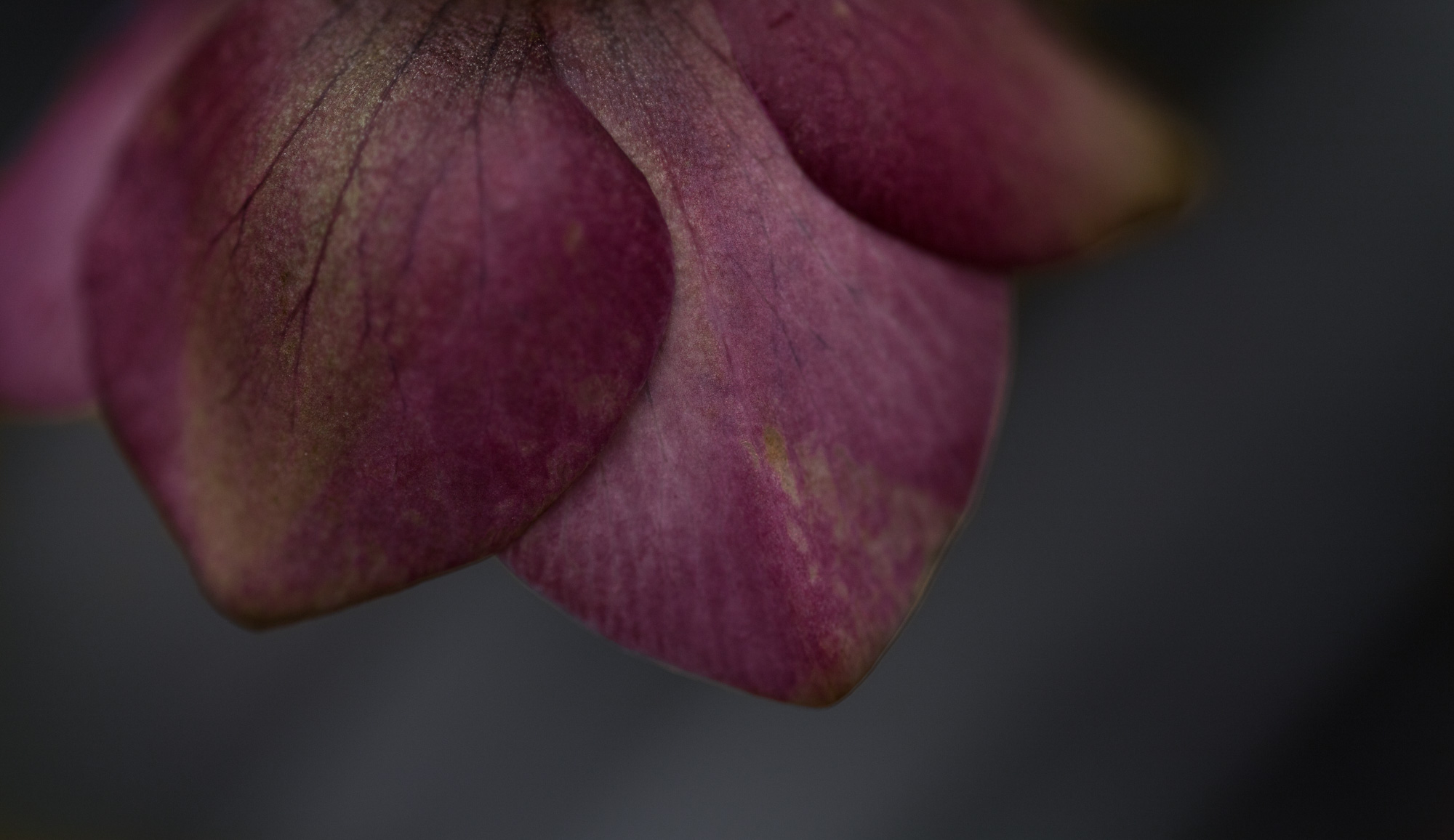 Hellebore