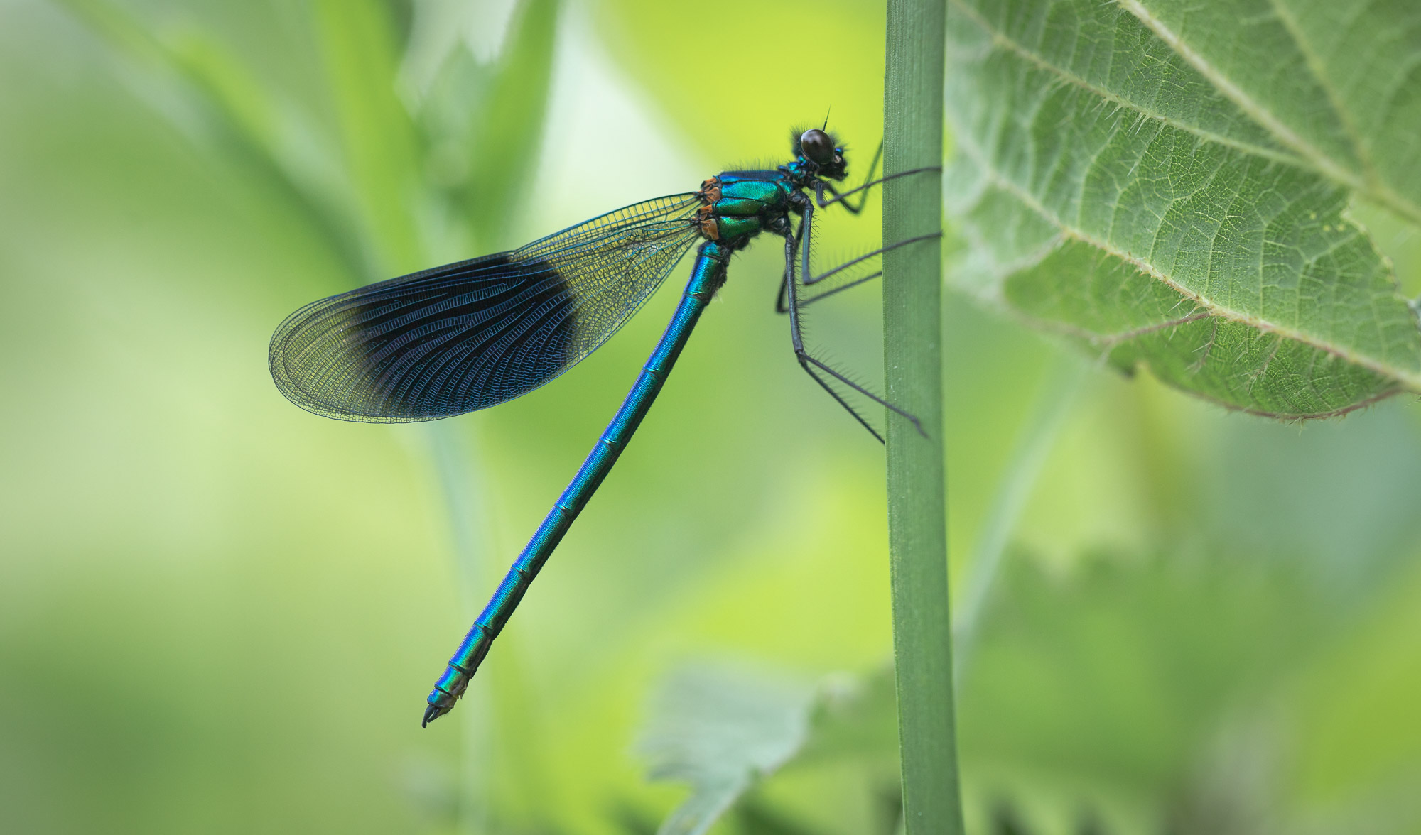 Banded Demoiselle