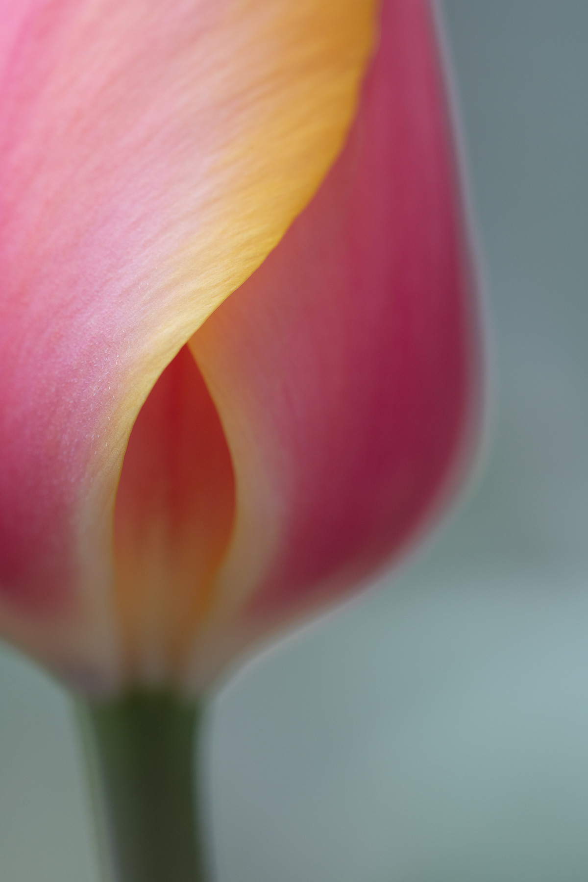 Tulip I