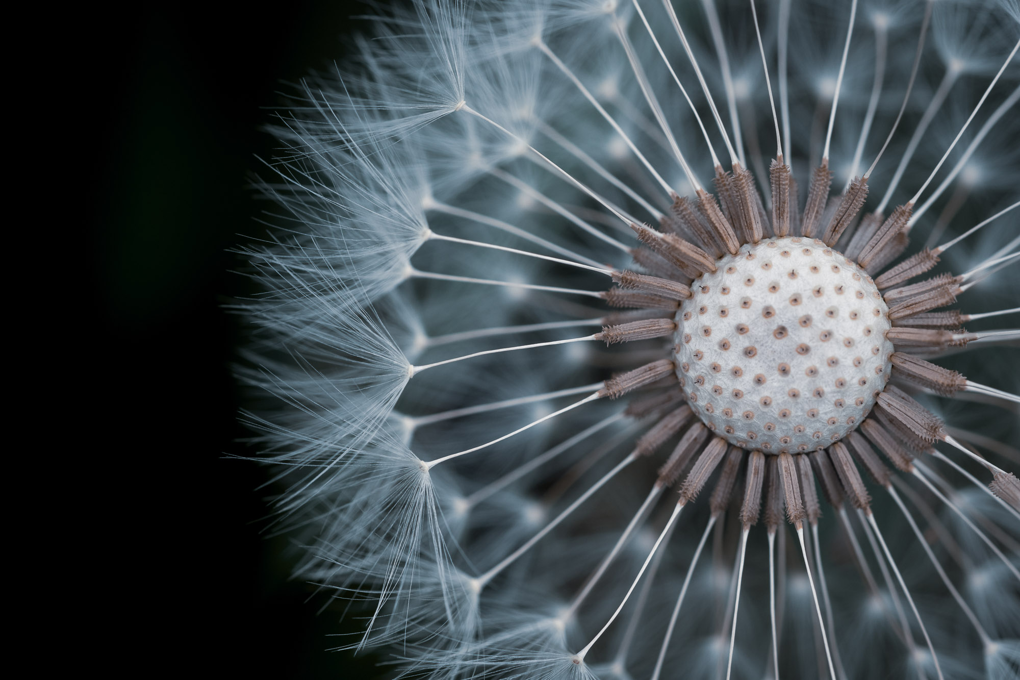 Dandelion