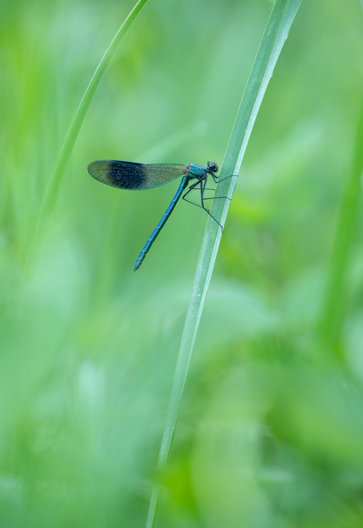 Banded Demoiselle