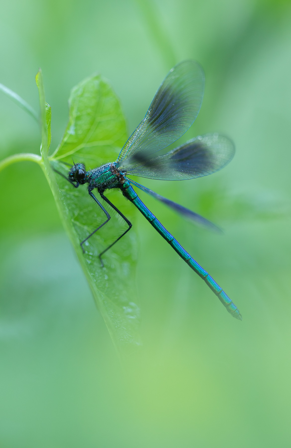 Banded Demoiselle