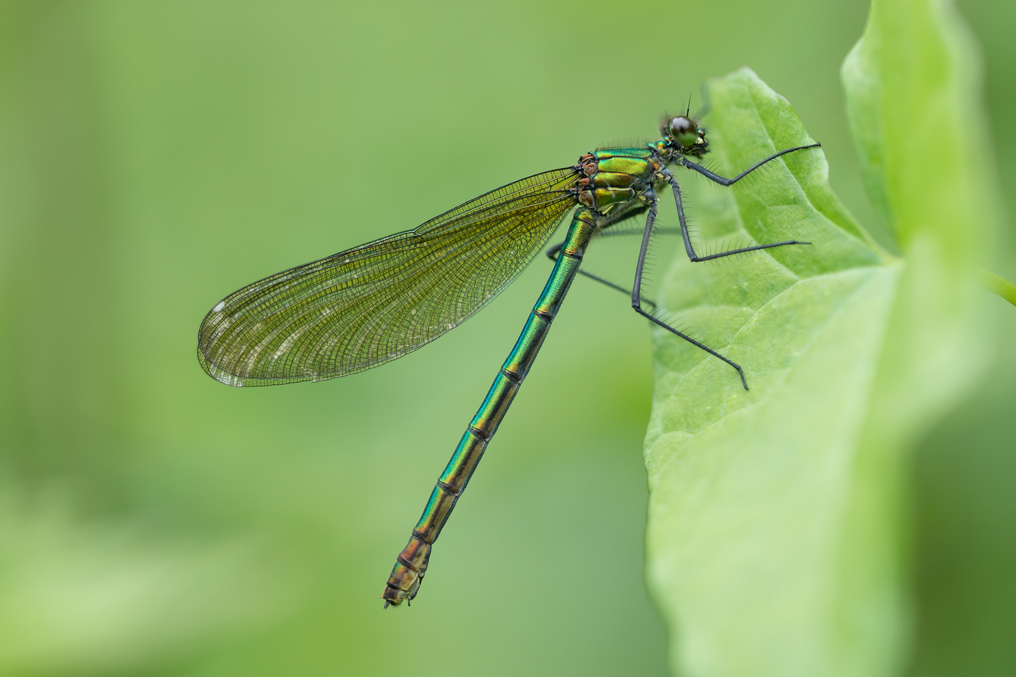 Female Banded Demoiselle