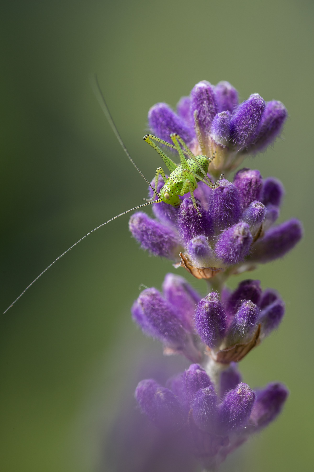 Speckled Bush Cricket
