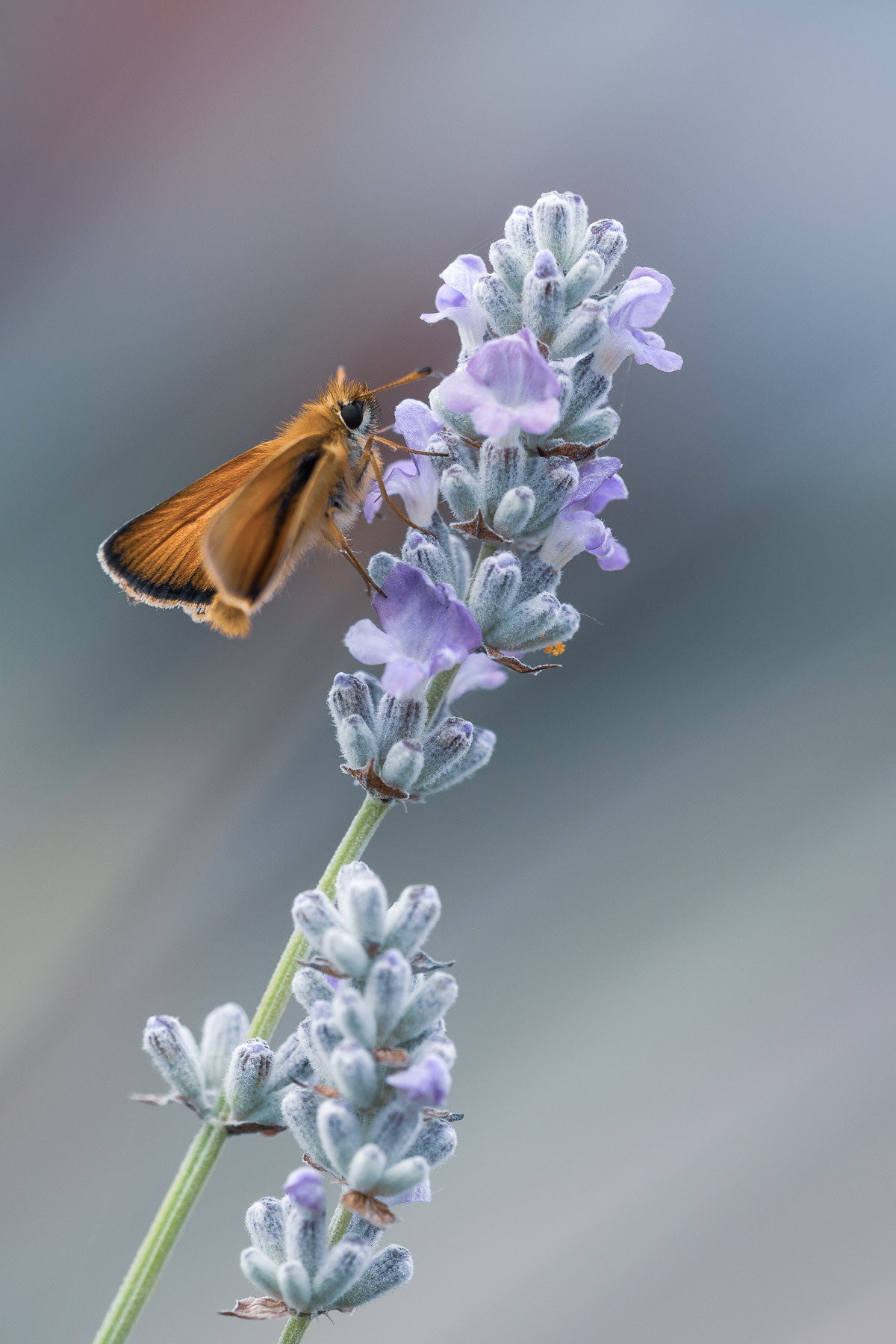 Skipper on White Lavender