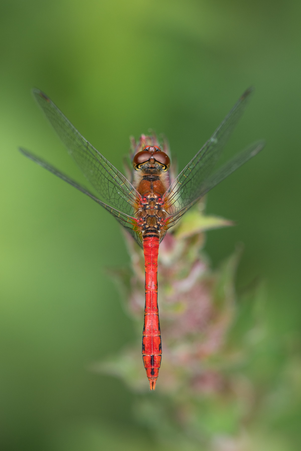 Ruddy Darter