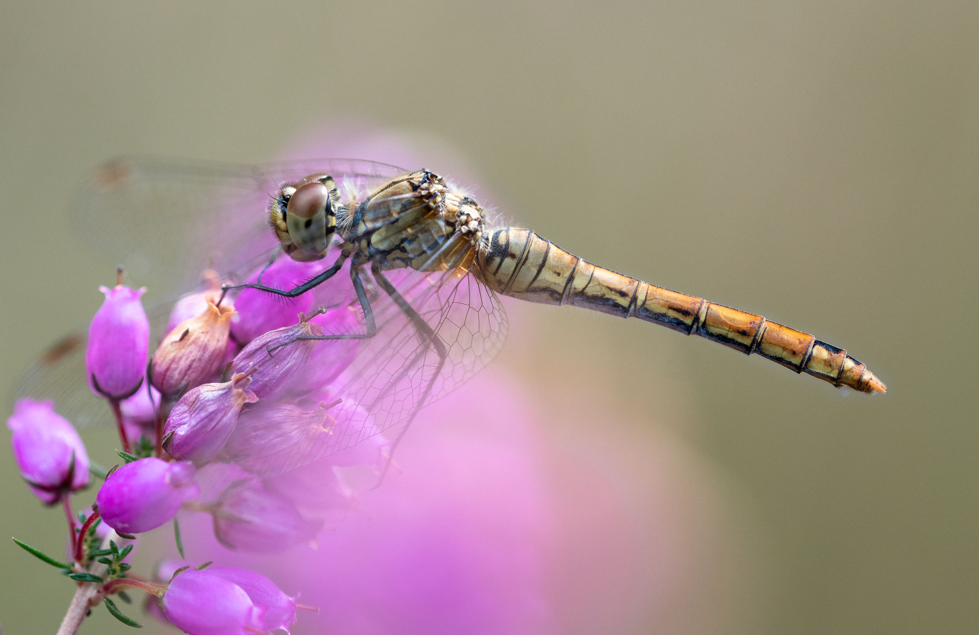 Common Darter