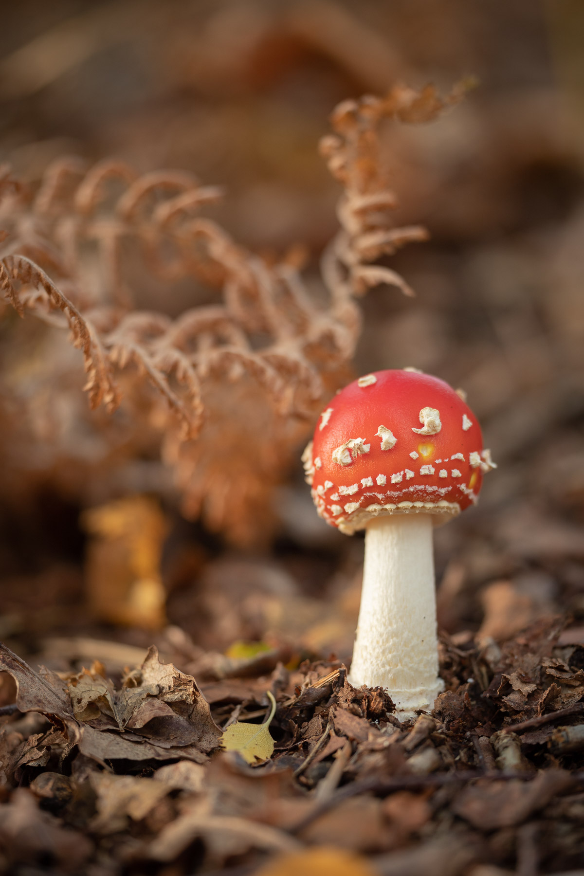 Autumn Mushroom