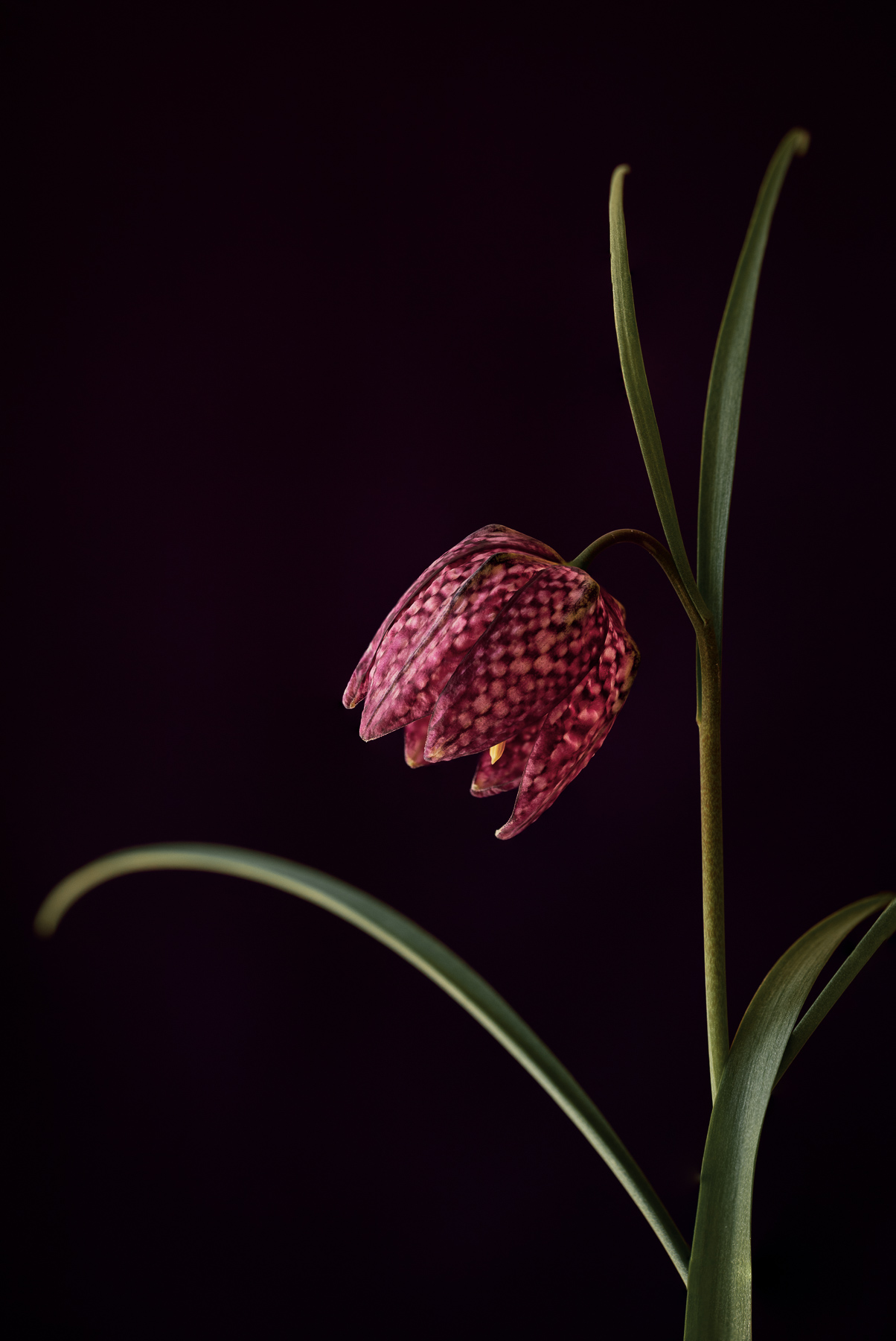 Fritillary