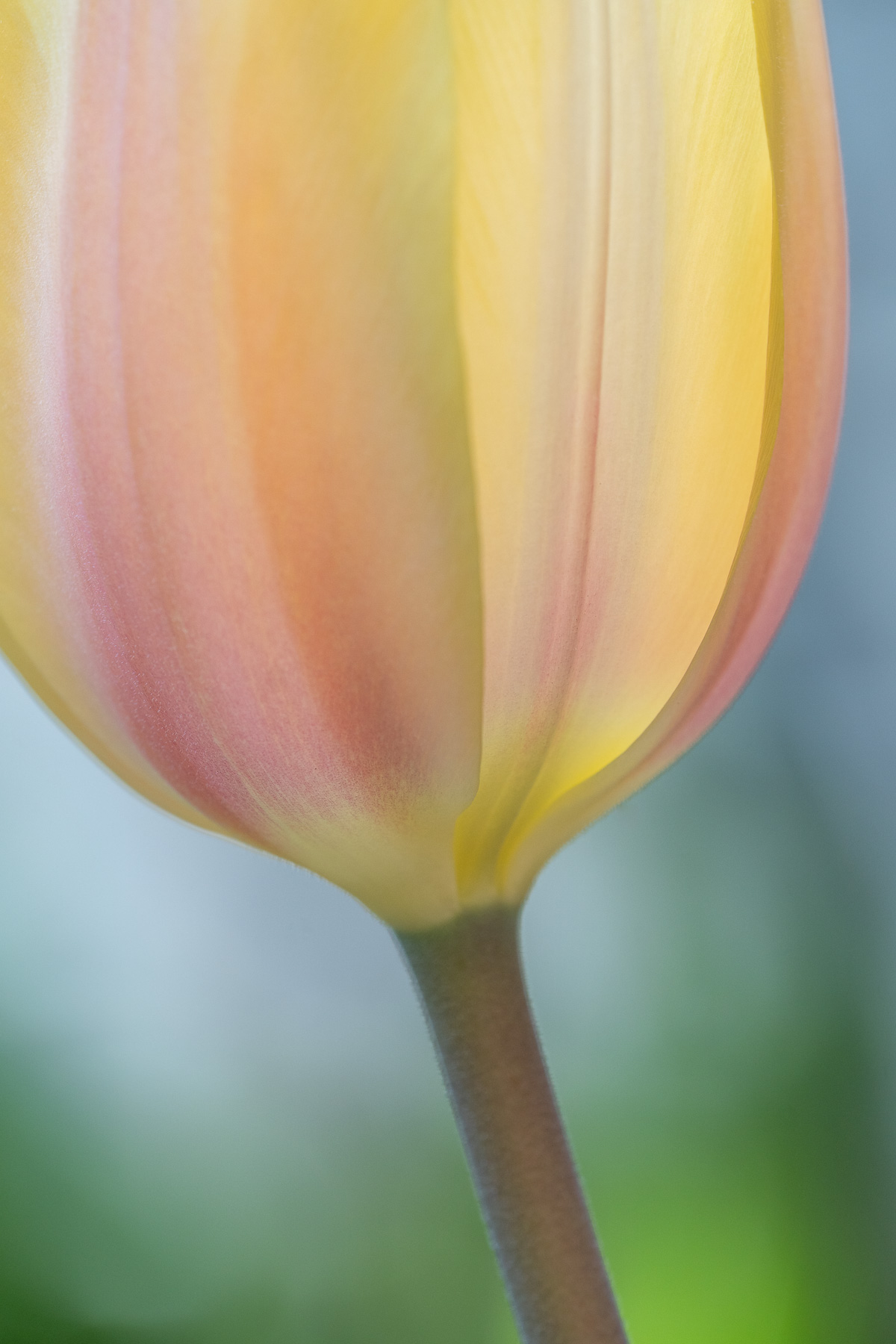 Spring Tulip