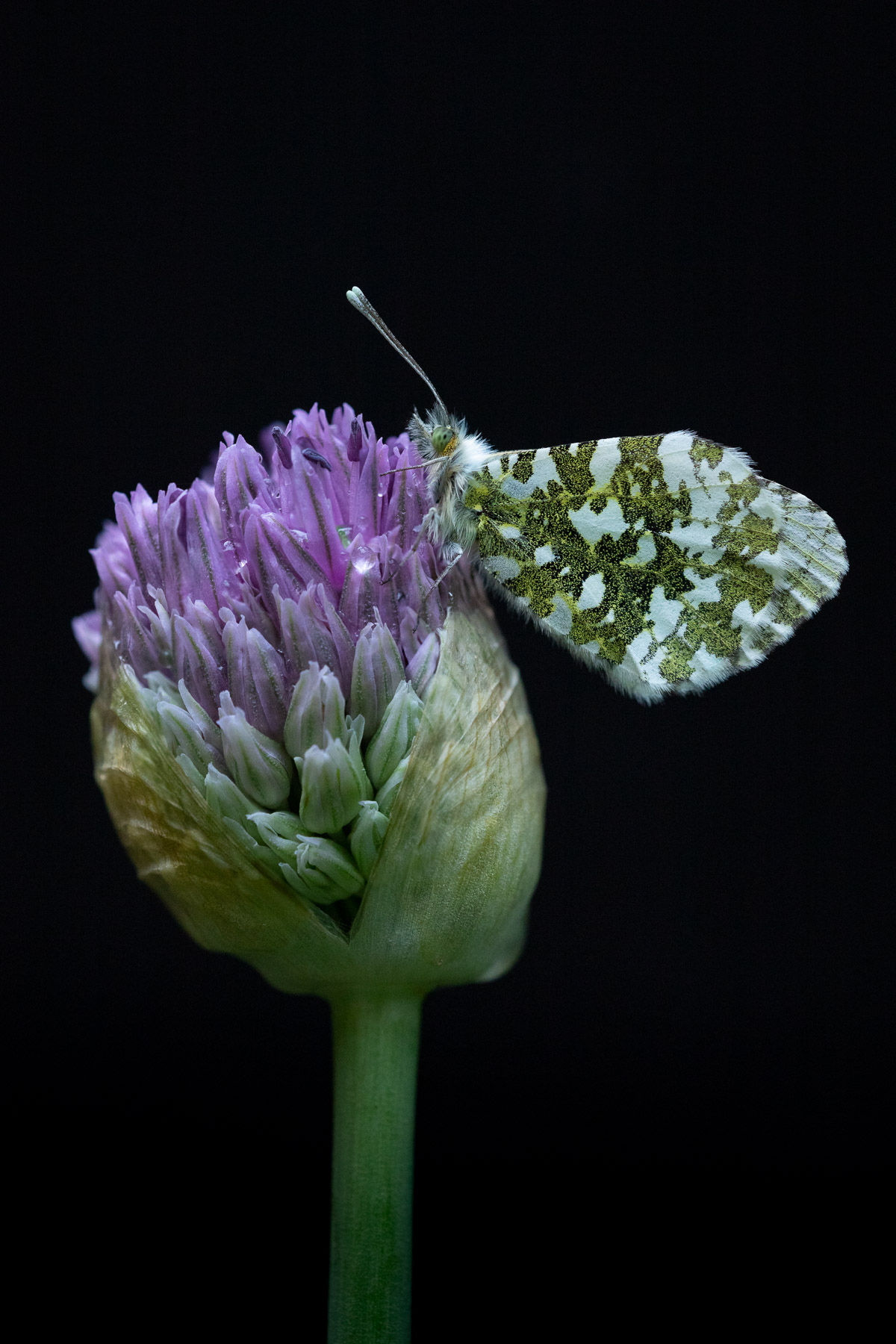 Orange-tip  (focus stacked)
