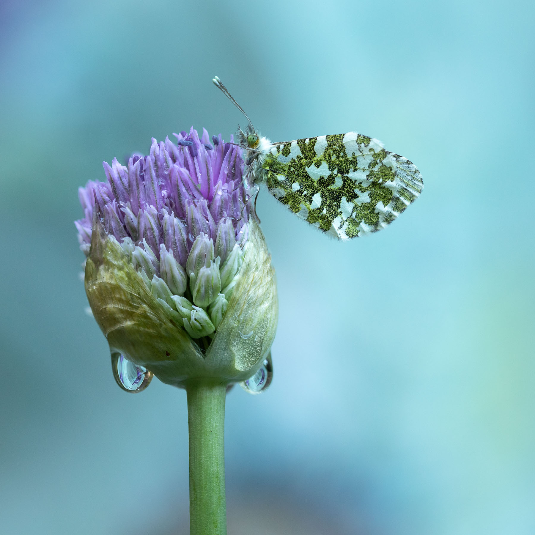 Orange-tip on Allium