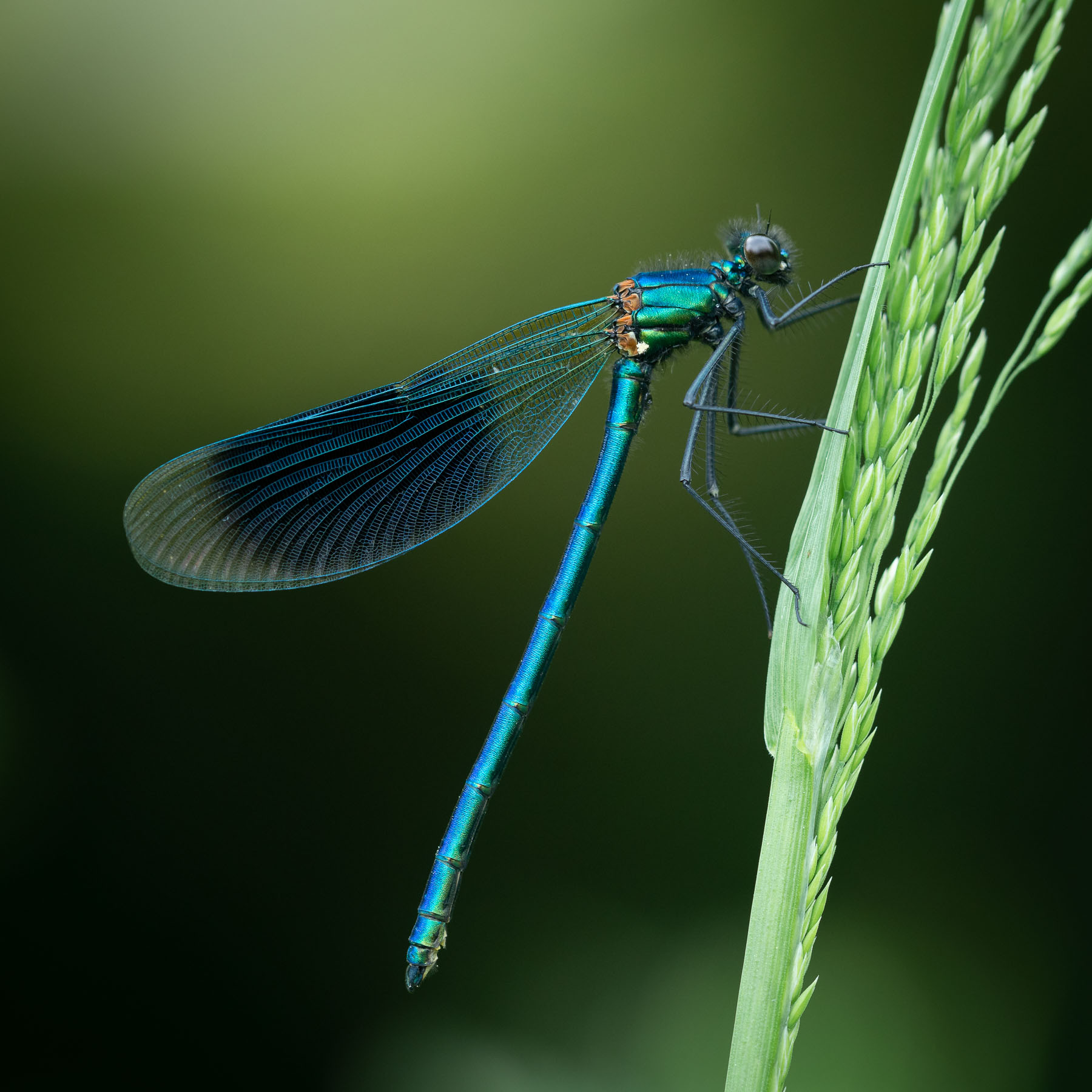 Male Banded Demoiselle