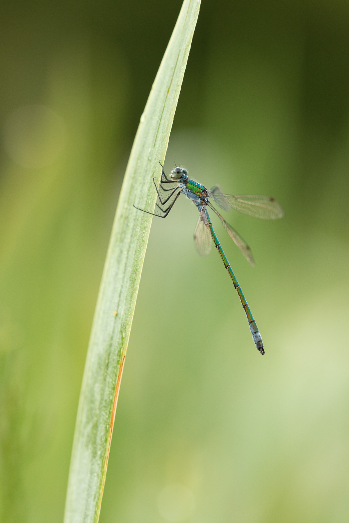 Emerald (Male)