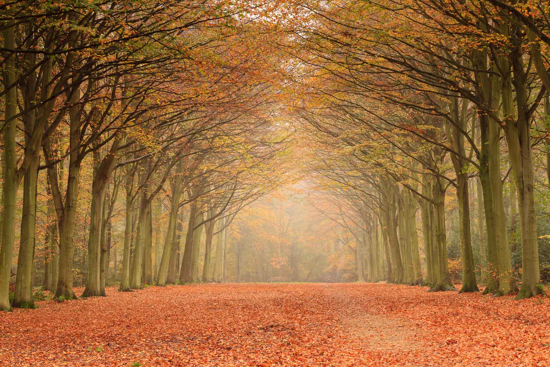 Victory Wood - Felbrigg