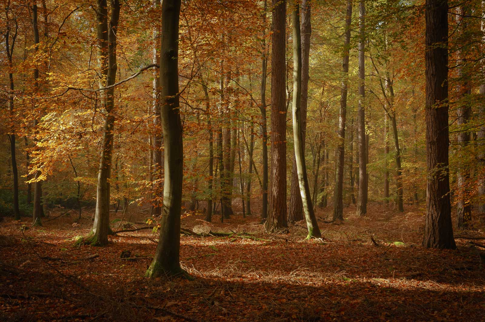 Autumn, Thetford Forest