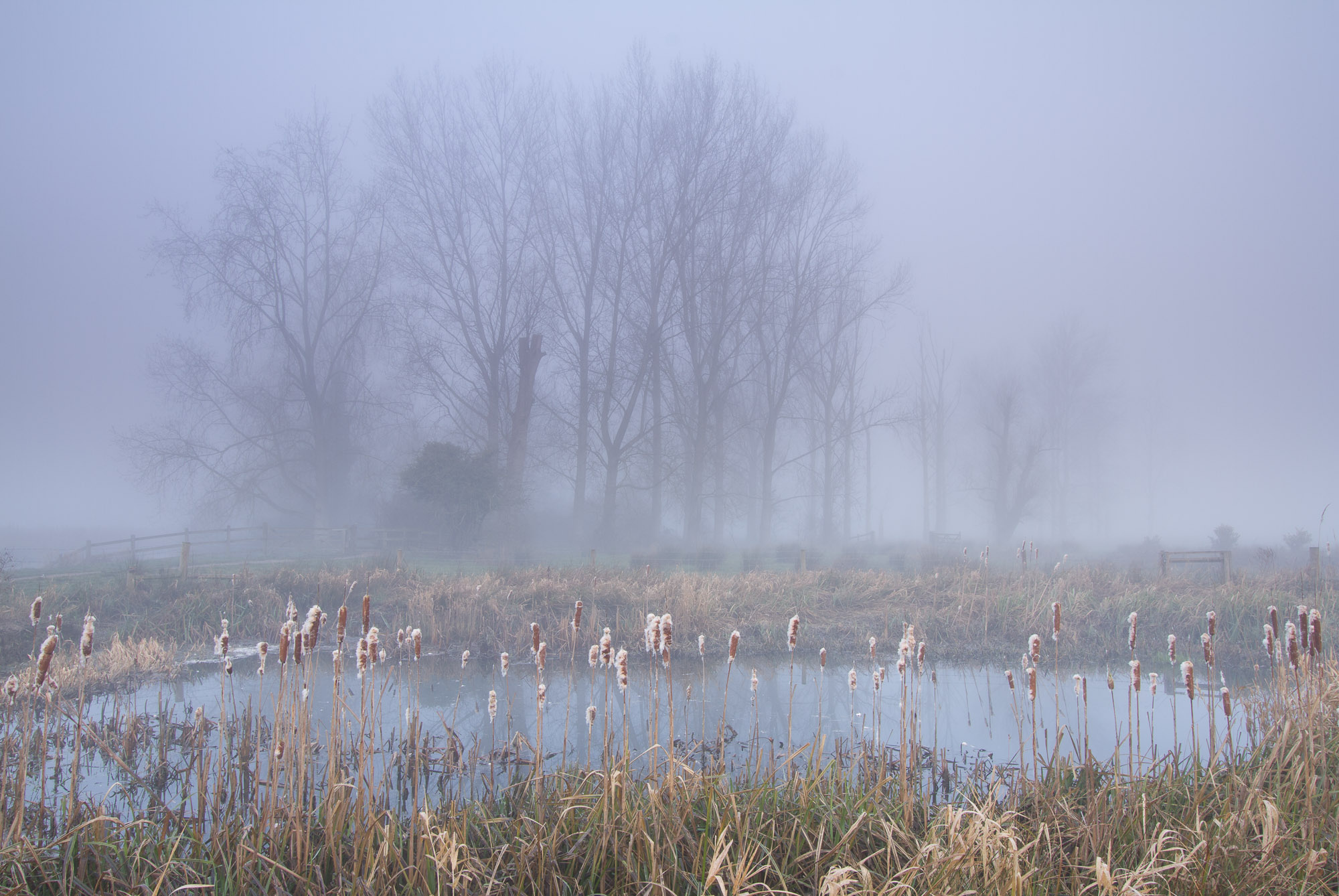 Marston Marsh - Norwich