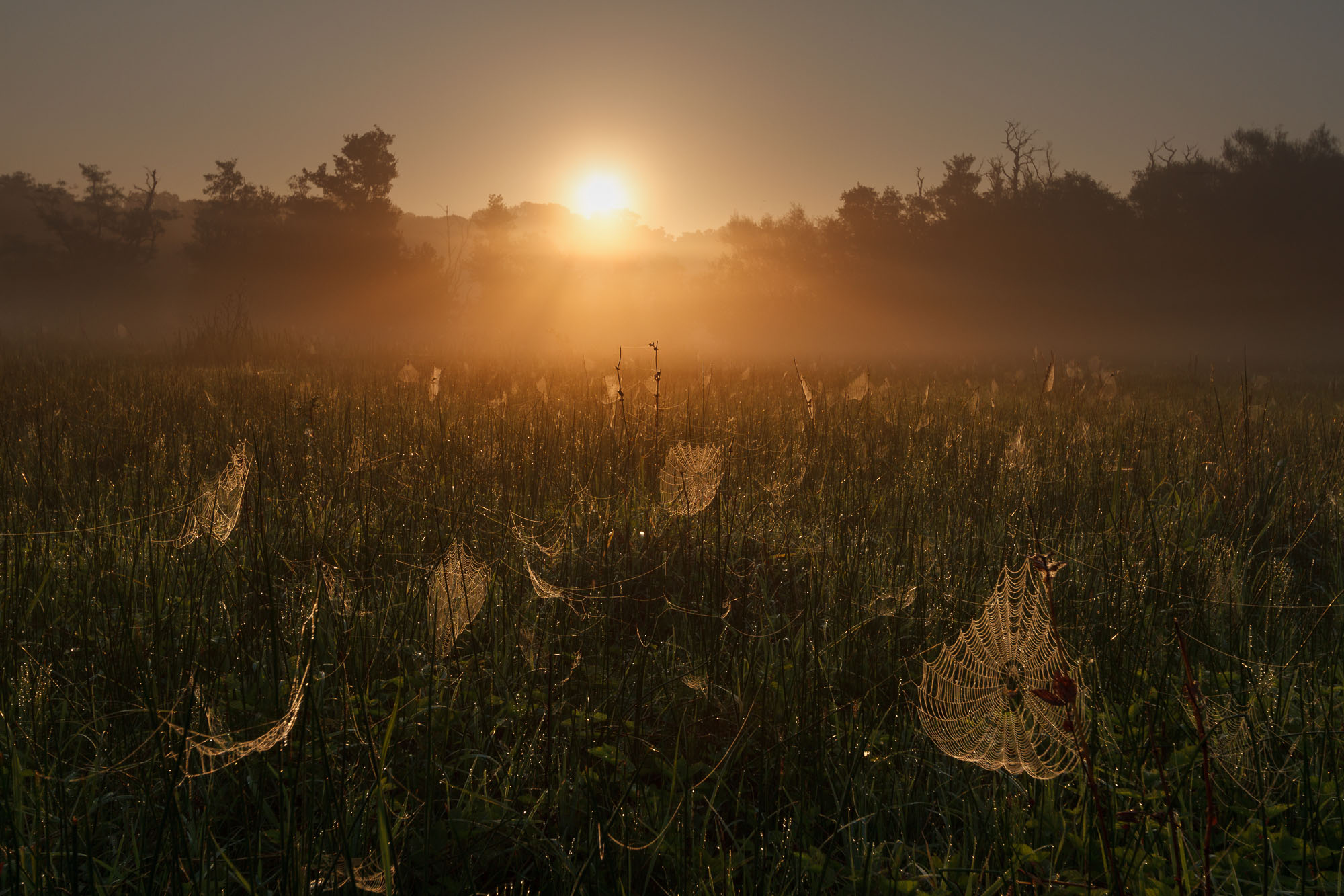 Sunrise - Marston Marsh