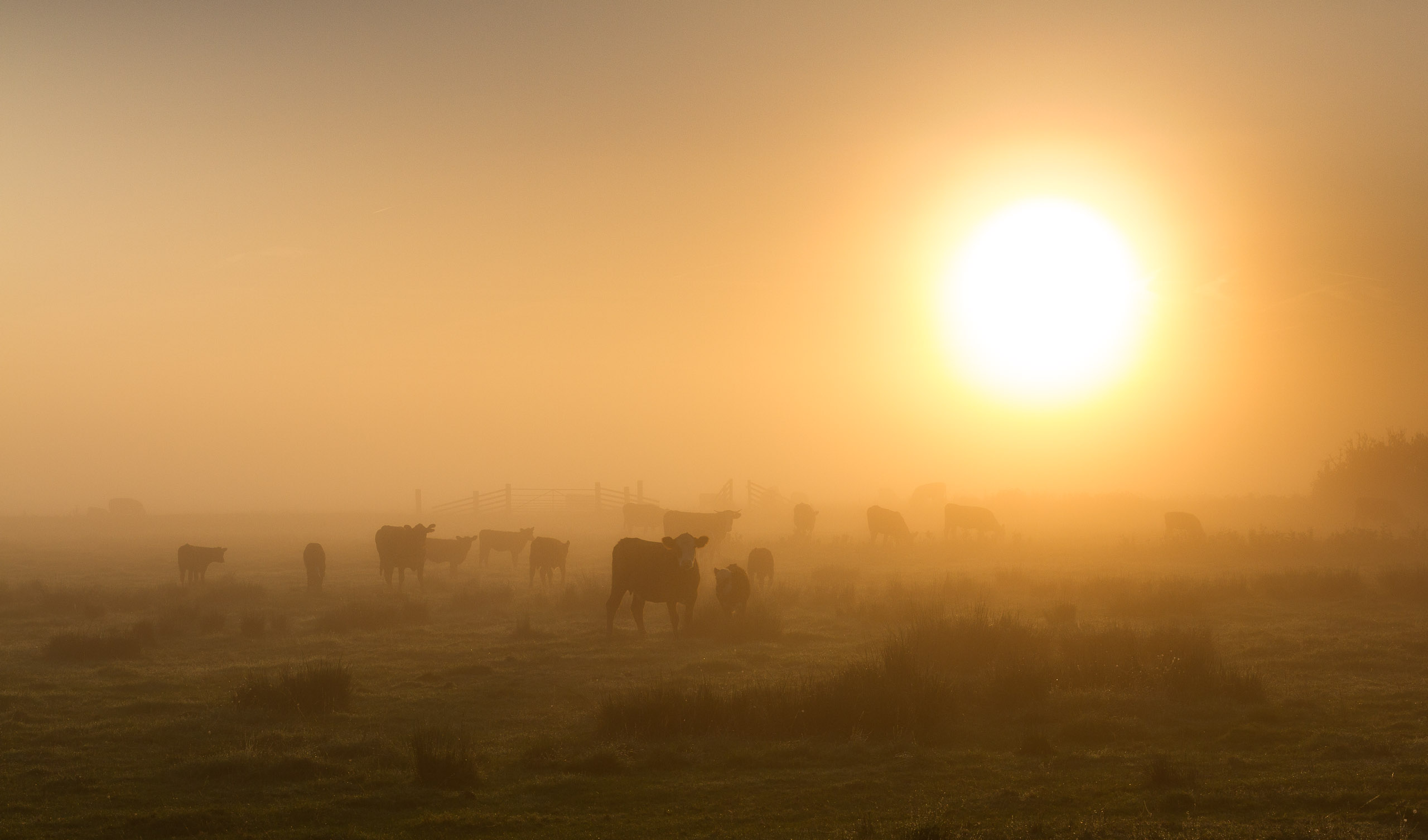 Halvergate grazing marsh