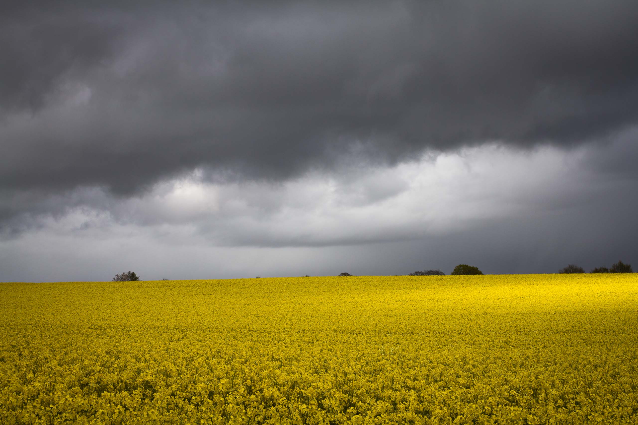 Rapeseed