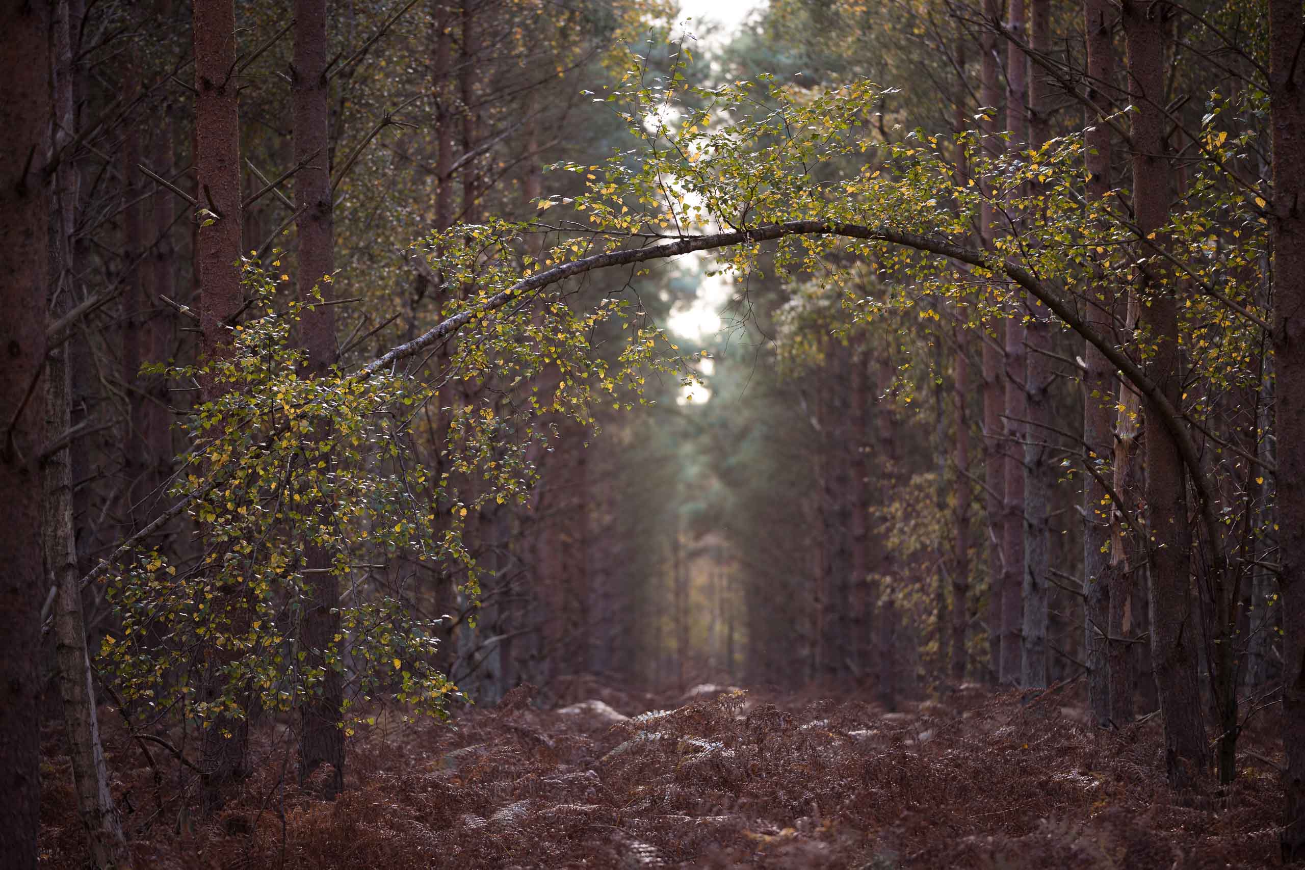 Thetford Forest