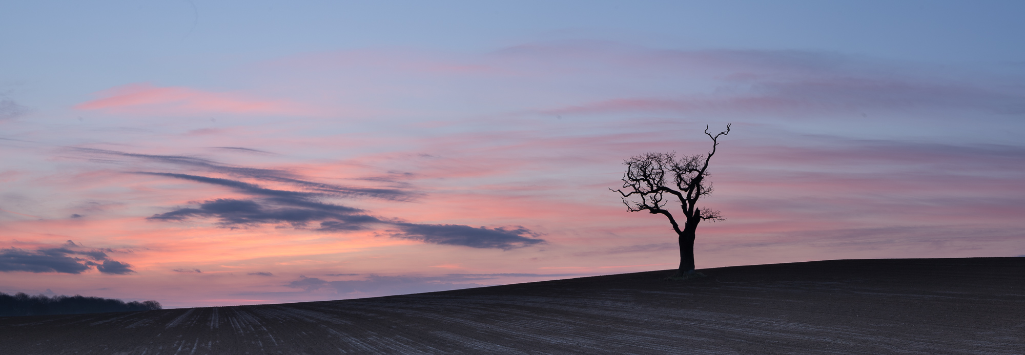 Lone Tree