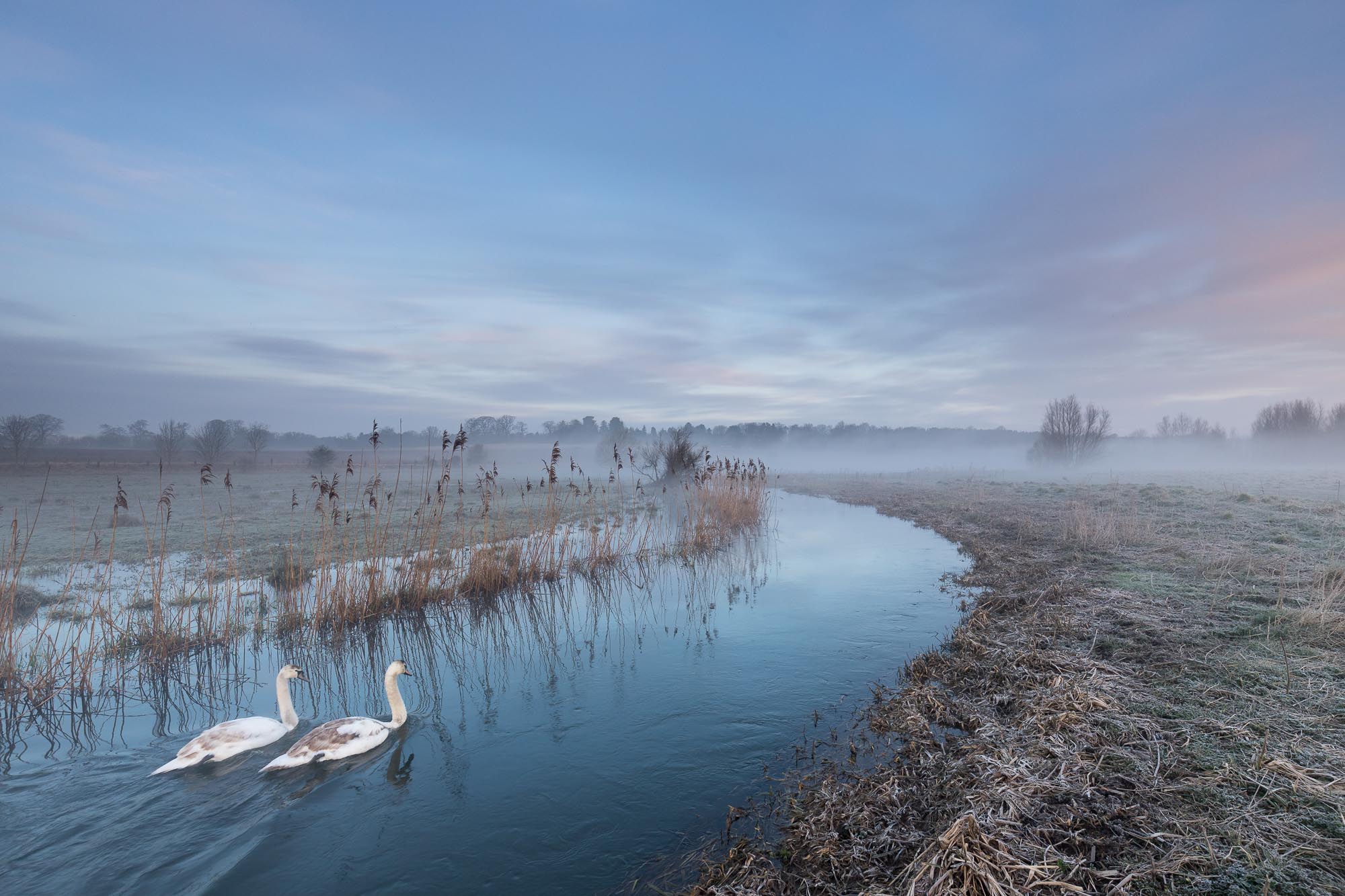 Swans, Bowthorpe Marsh