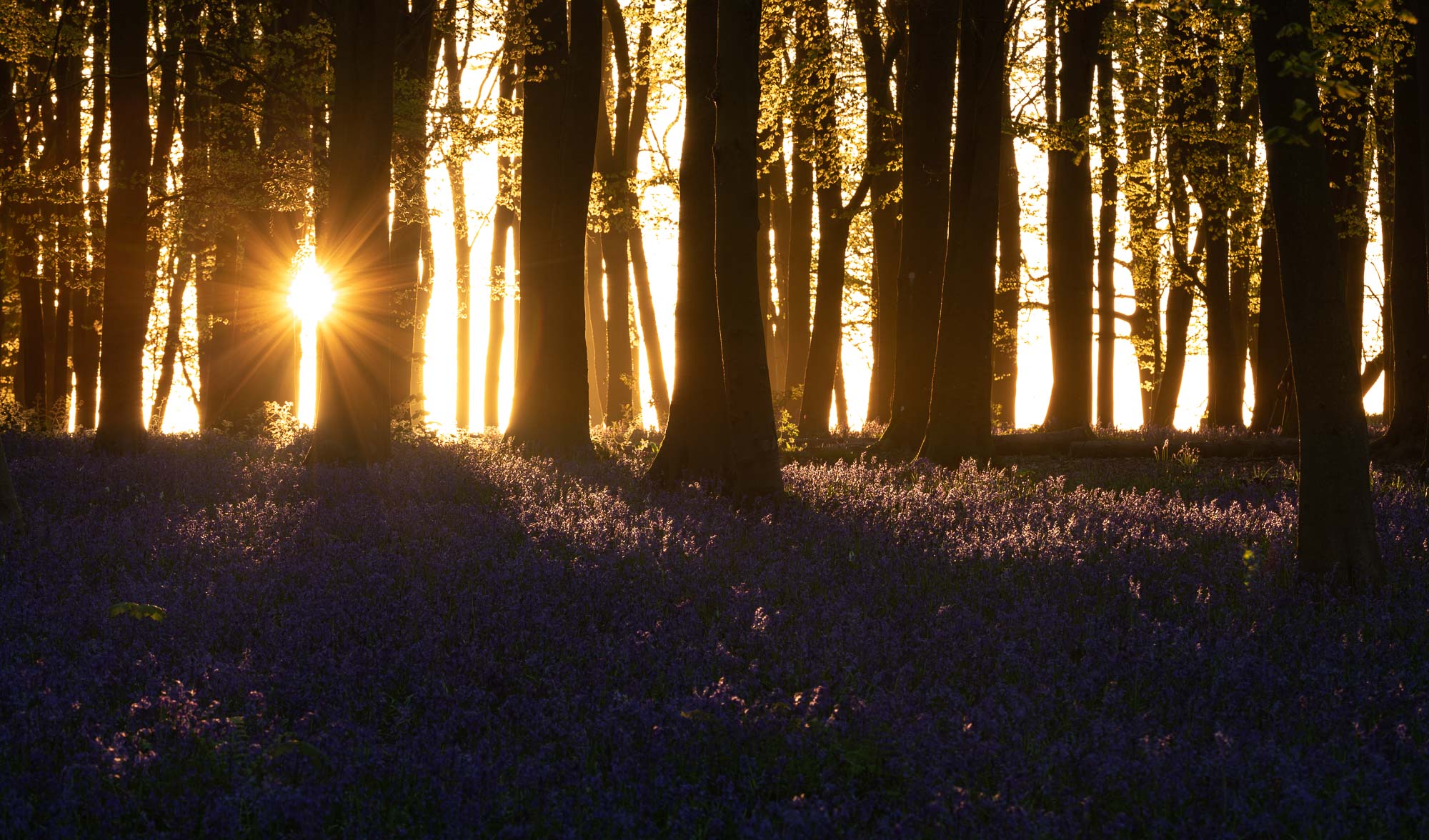 Sunrise at Badbury Clump