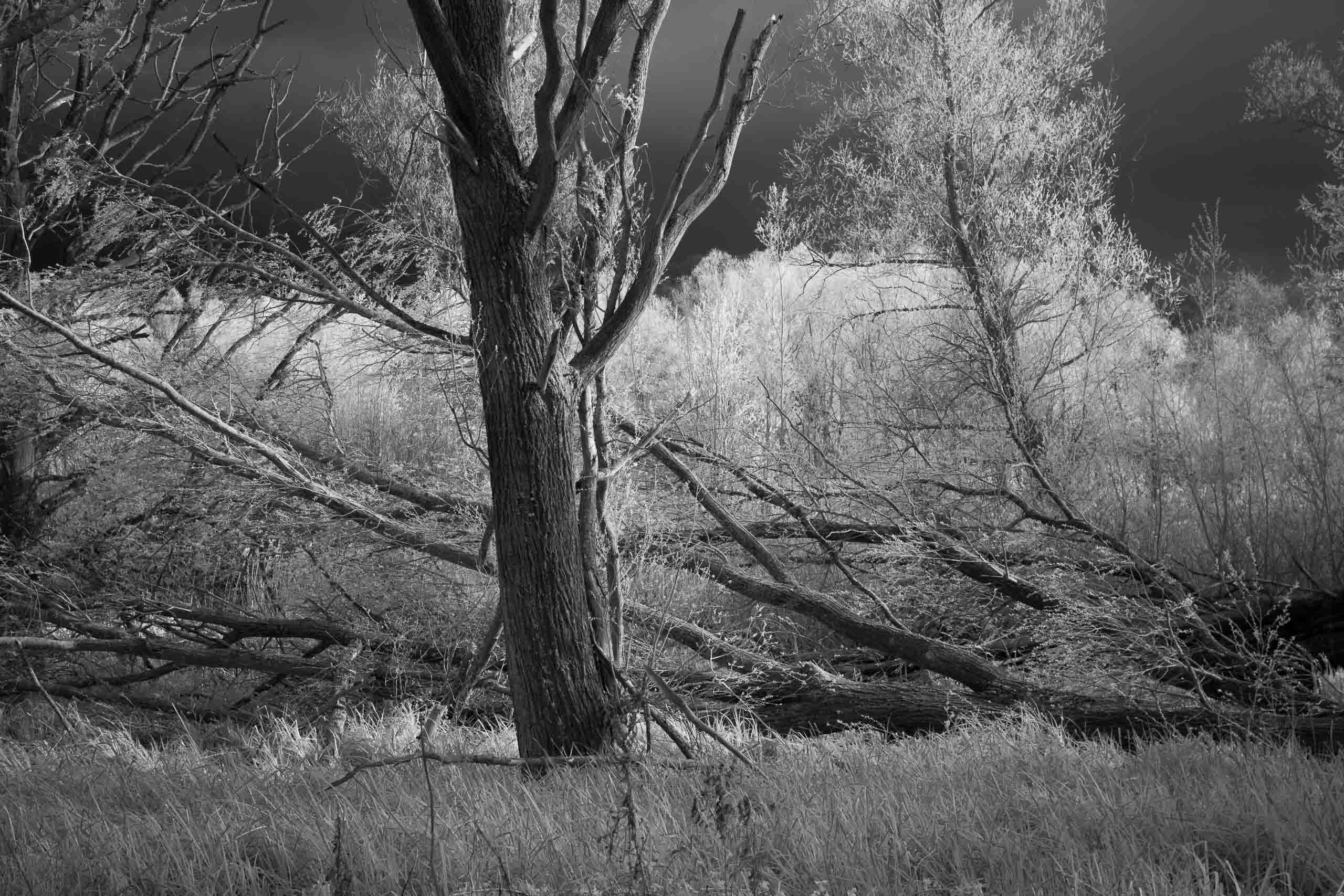 Whitlingham Broad Infrared