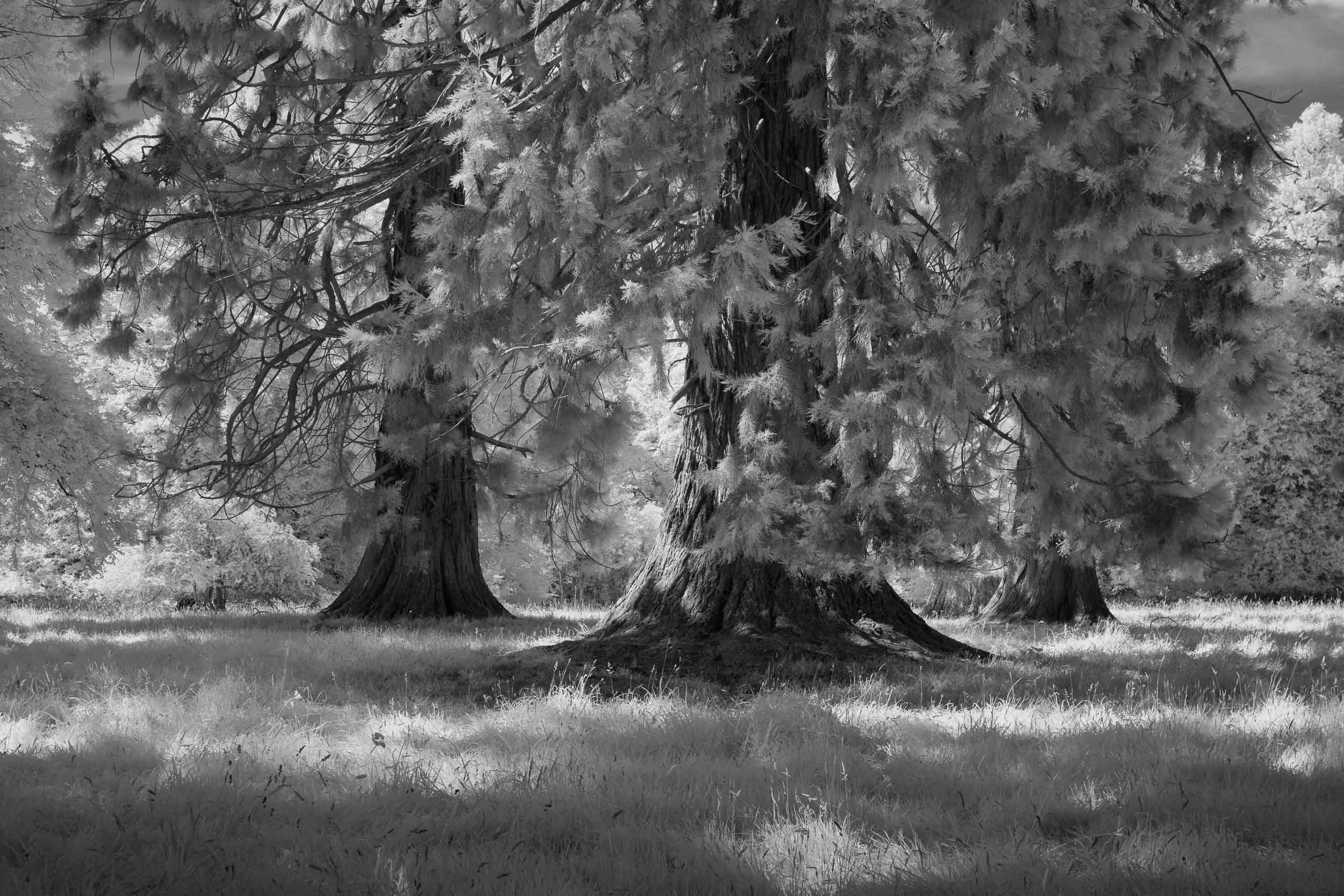 Infra-Redwoods