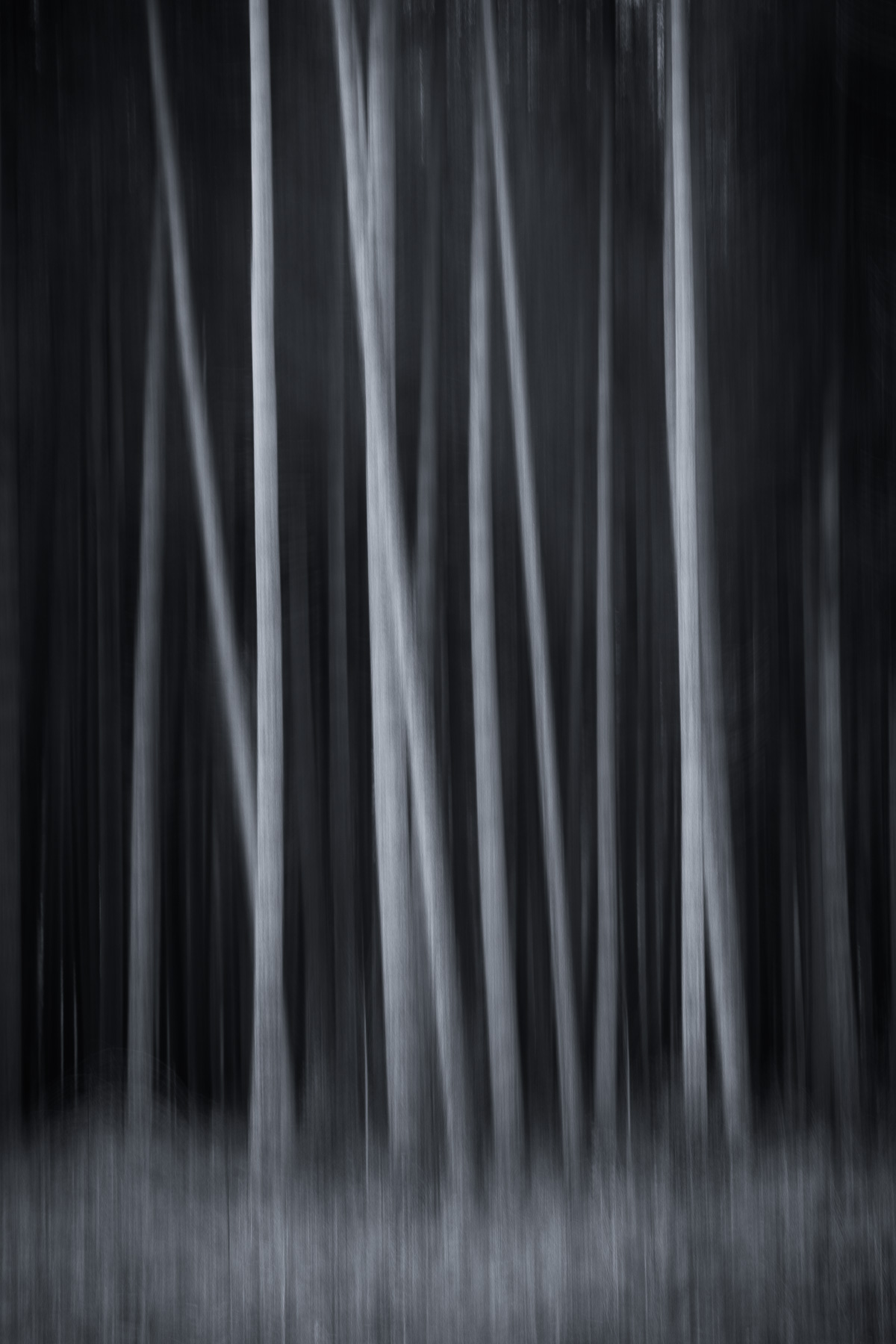 Pine Abstract - Horsford